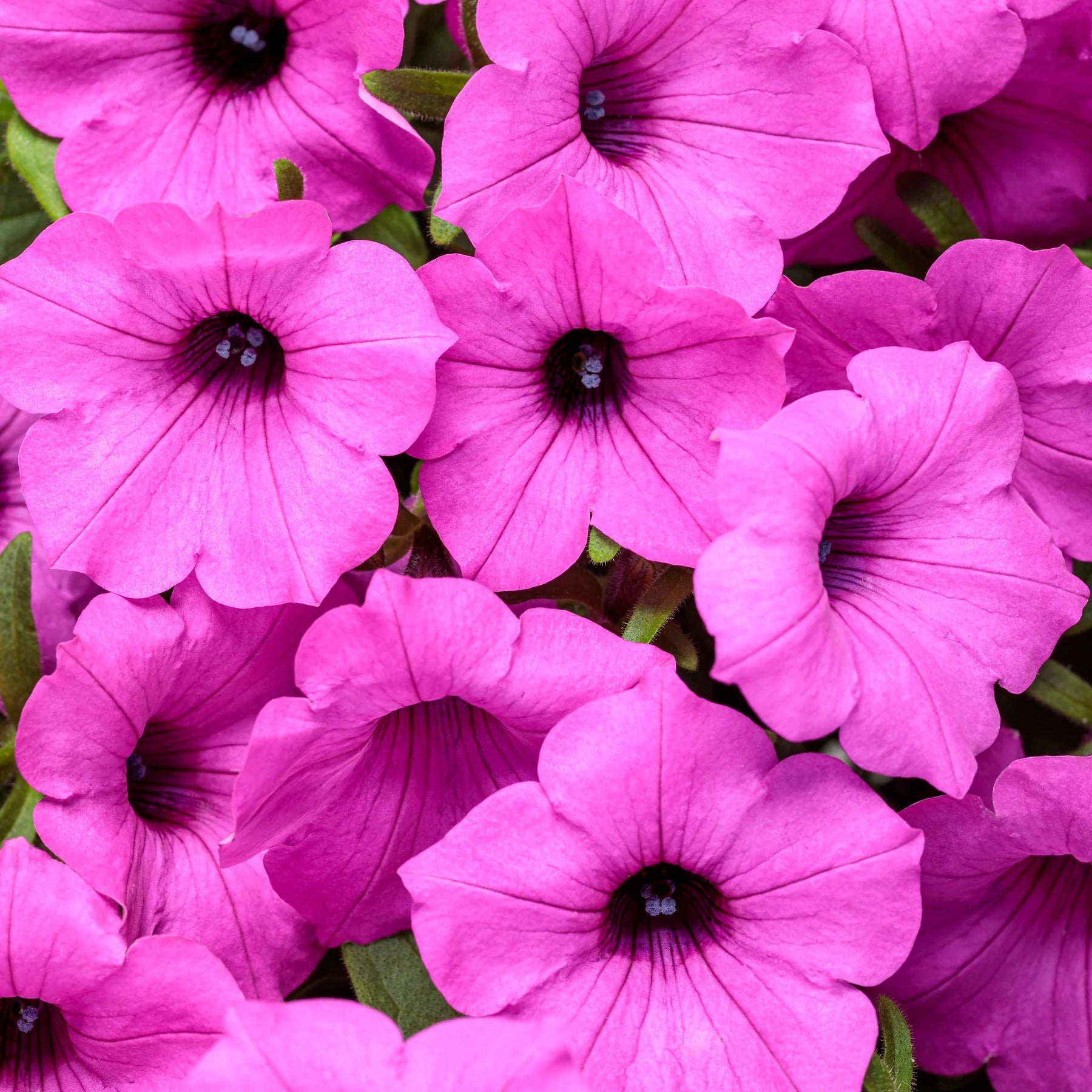 Proven Winners® Supertunia Vista® Jazzberry® Petunia