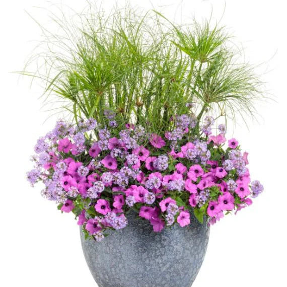 Proven Winners® Supertunia Vista® Jazzberry® Petunia