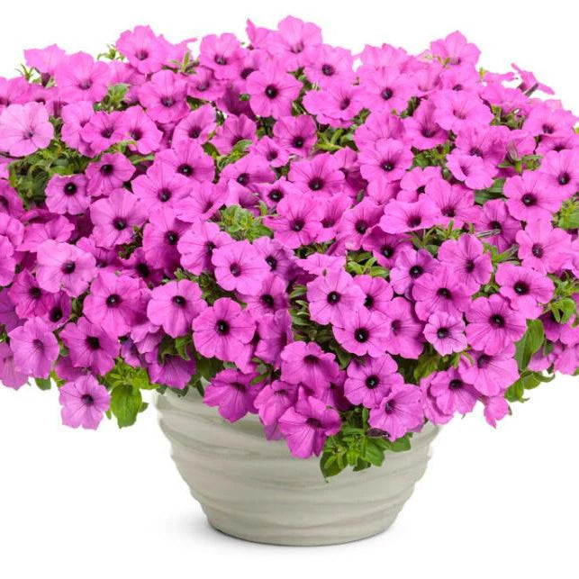 Proven Winners® Supertunia Vista® Jazzberry® Petunia