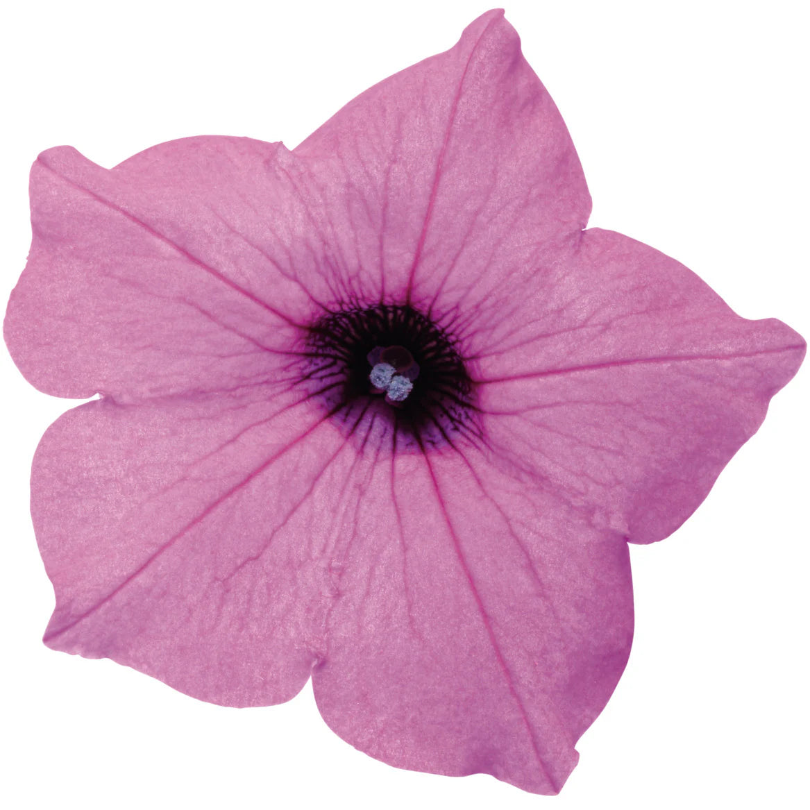 Proven Winners® Supertunia Vista® Jazzberry® Petunia