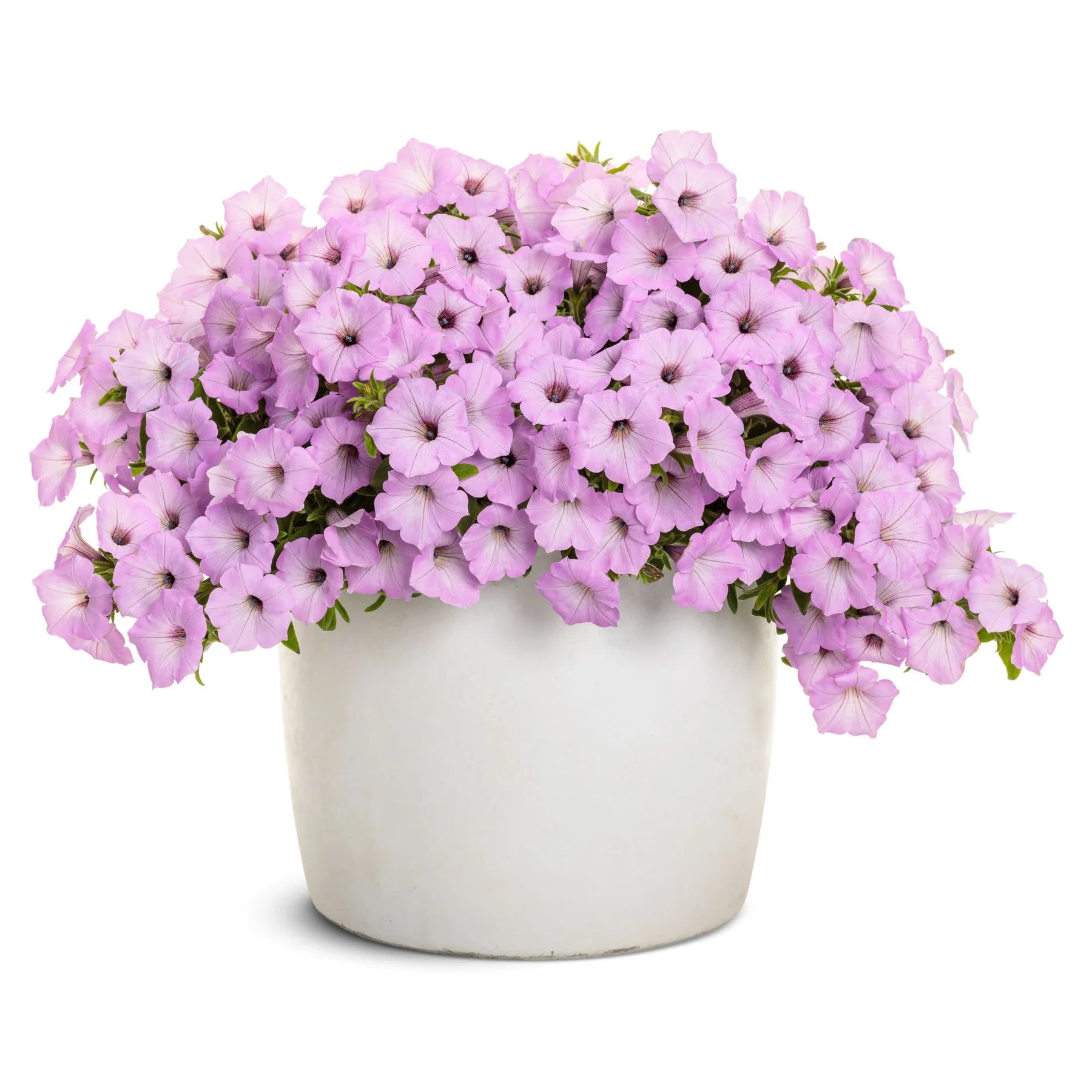 Proven Winners® Supertunia Vista® Cool Jazz™ Petunia Proven Winners® New Variety 2026