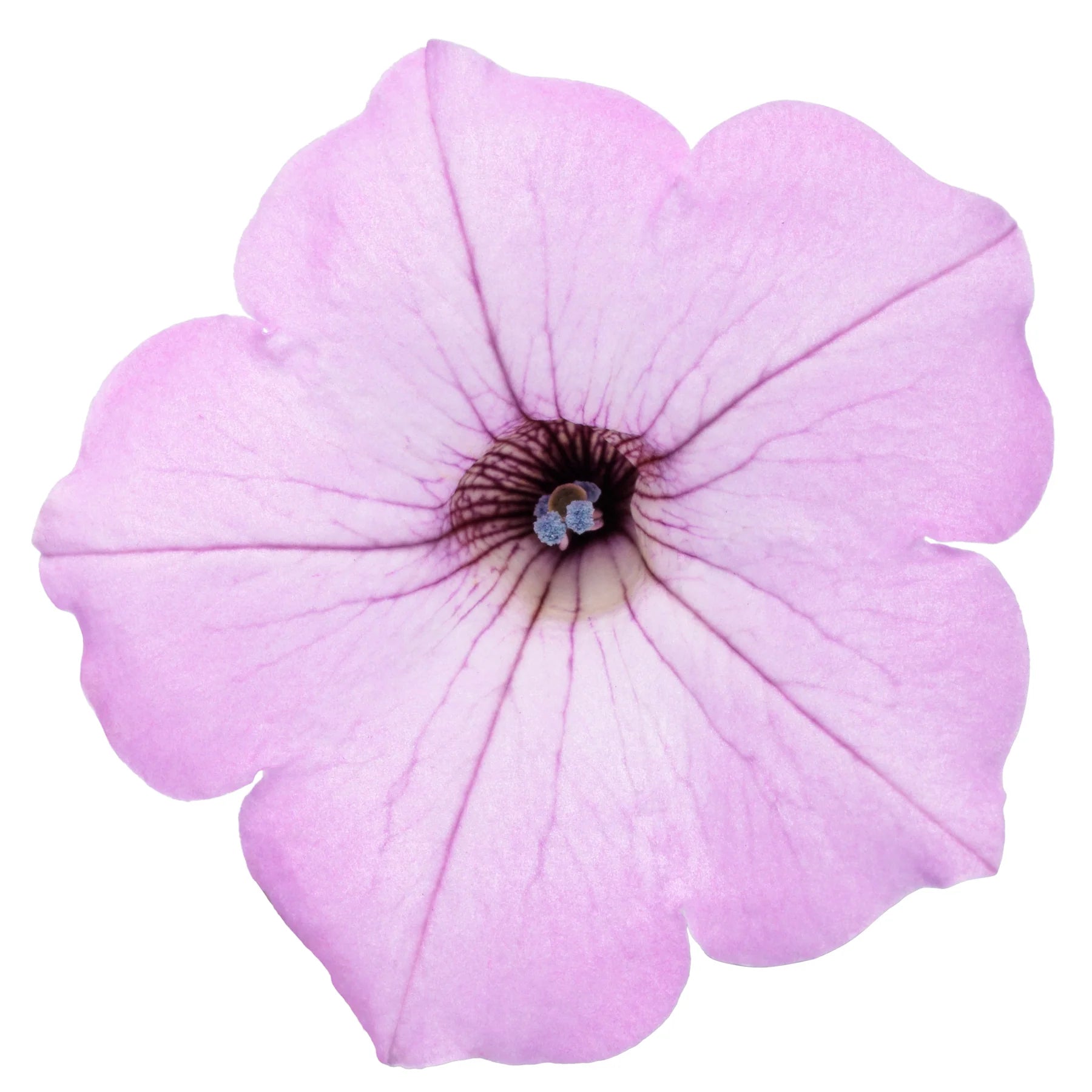 Proven Winners® Supertunia Vista® Cool Jazz™ Petunia Proven Winners® New Variety 2026