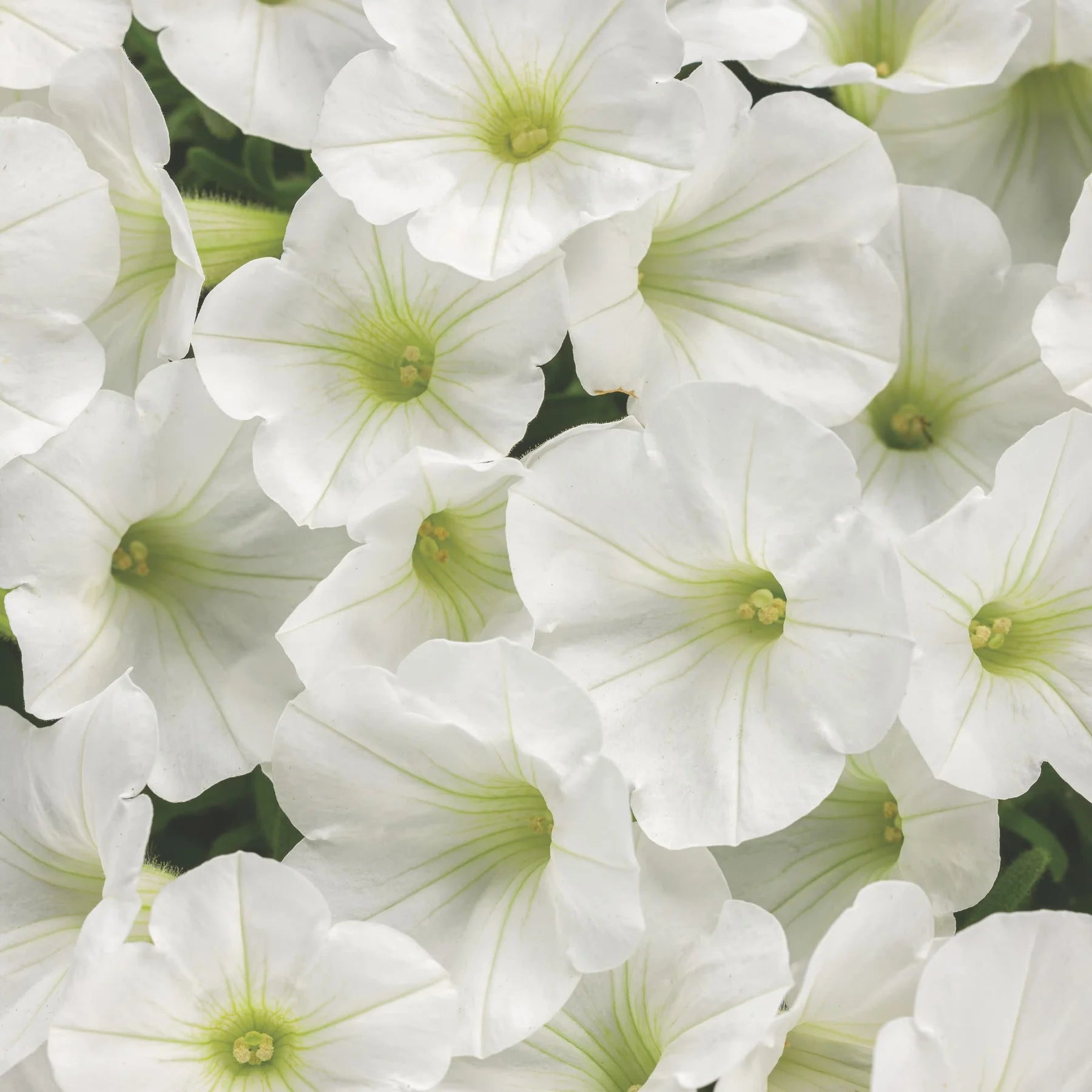 Proven Winners® Supertunia Mini Vista® White Petunia