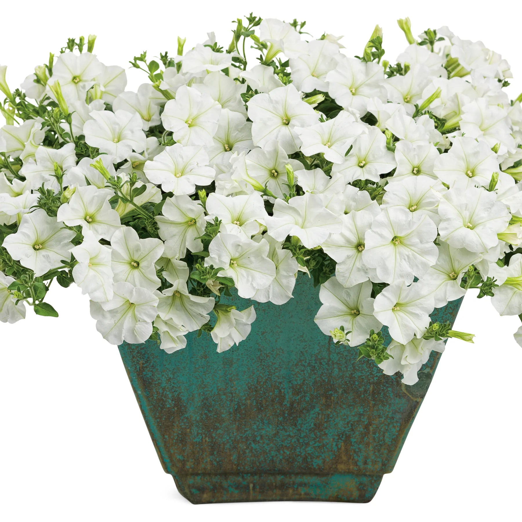 Proven Winners® Supertunia Mini Vista® White Petunia