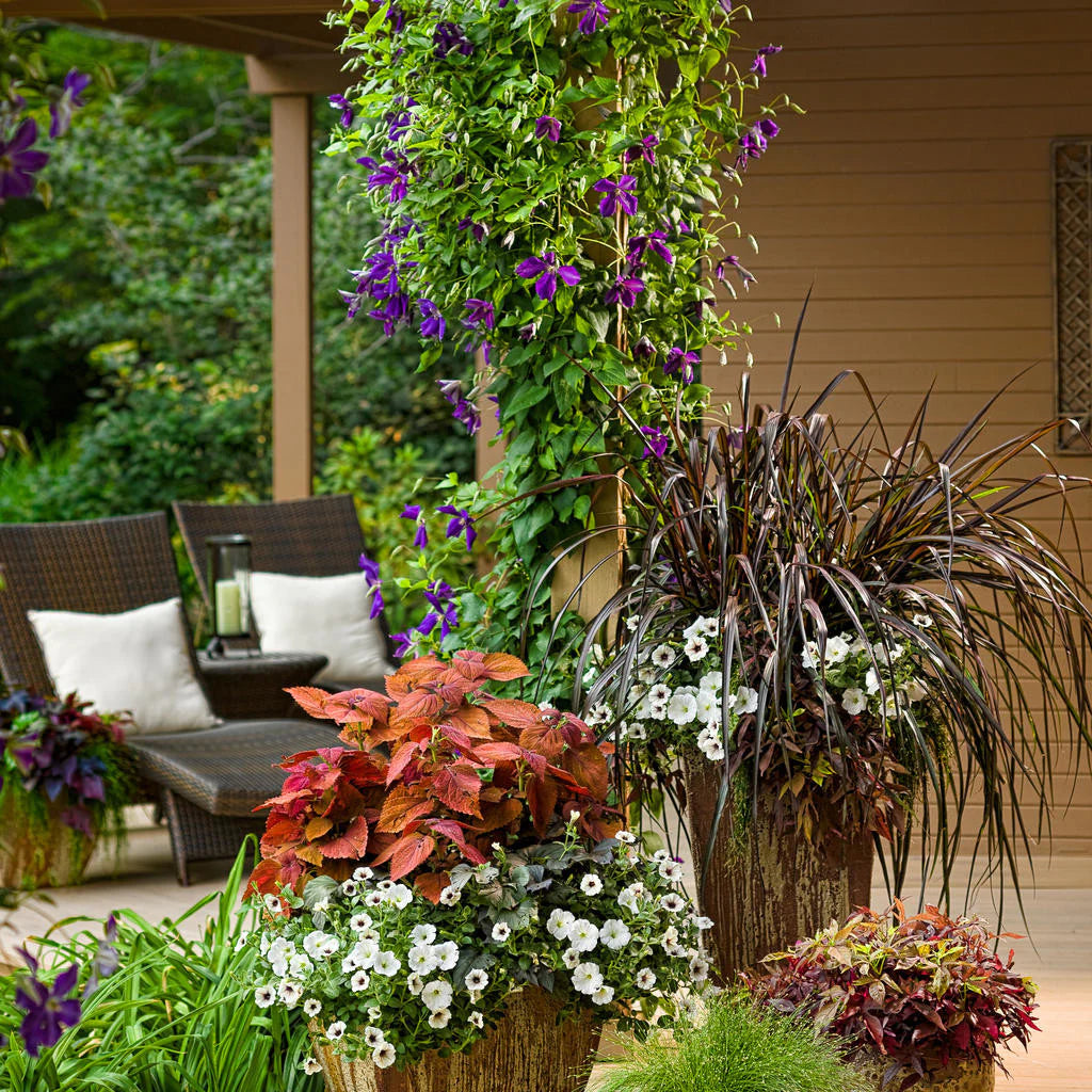 Proven Winners® Supertunia Mini Vista® White Petunia