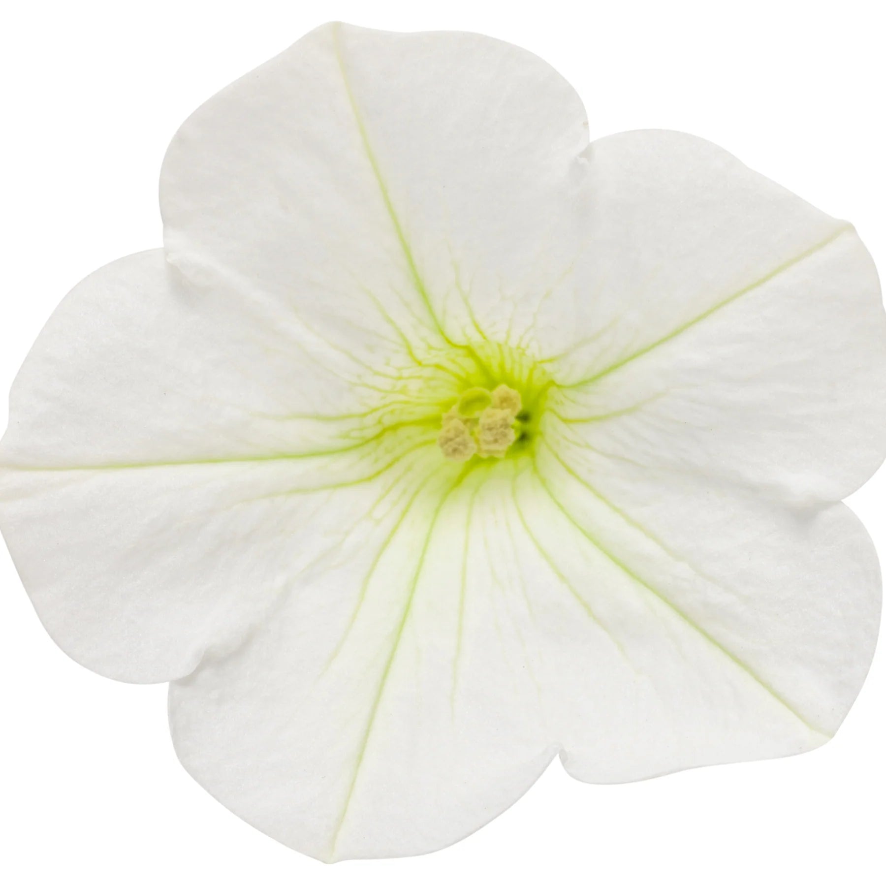 Proven Winners® Supertunia Mini Vista® White Petunia