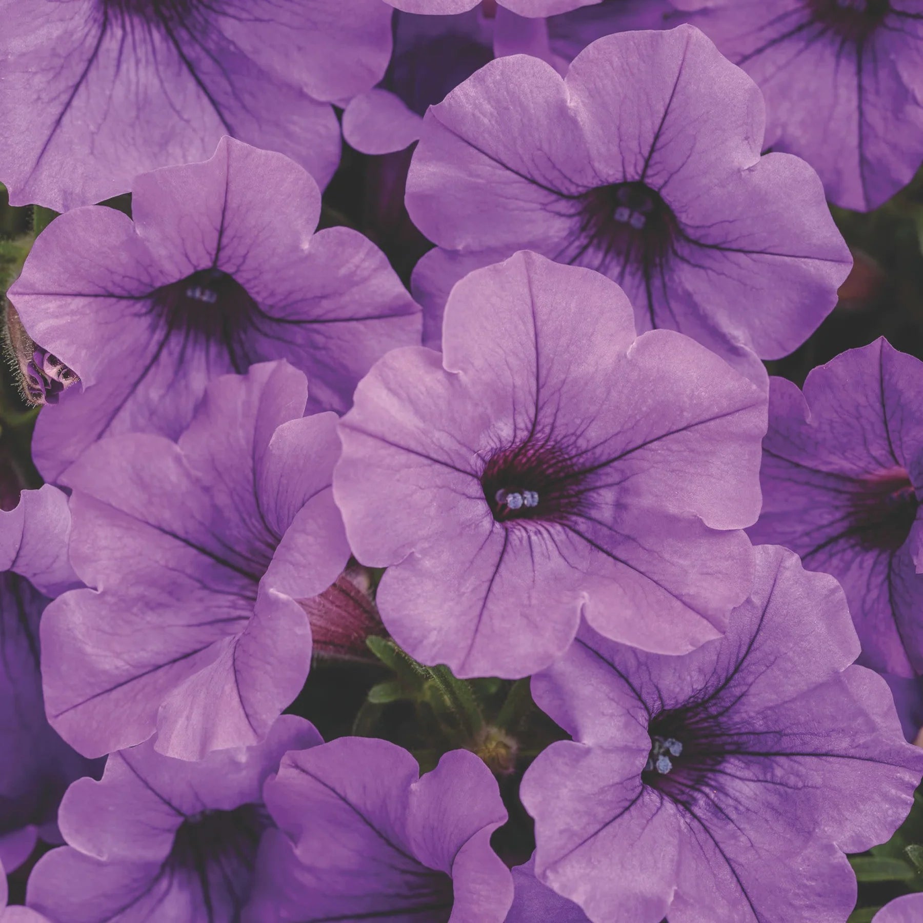 Proven Winners® Supertunia Mini Vista® Indigo Petunia