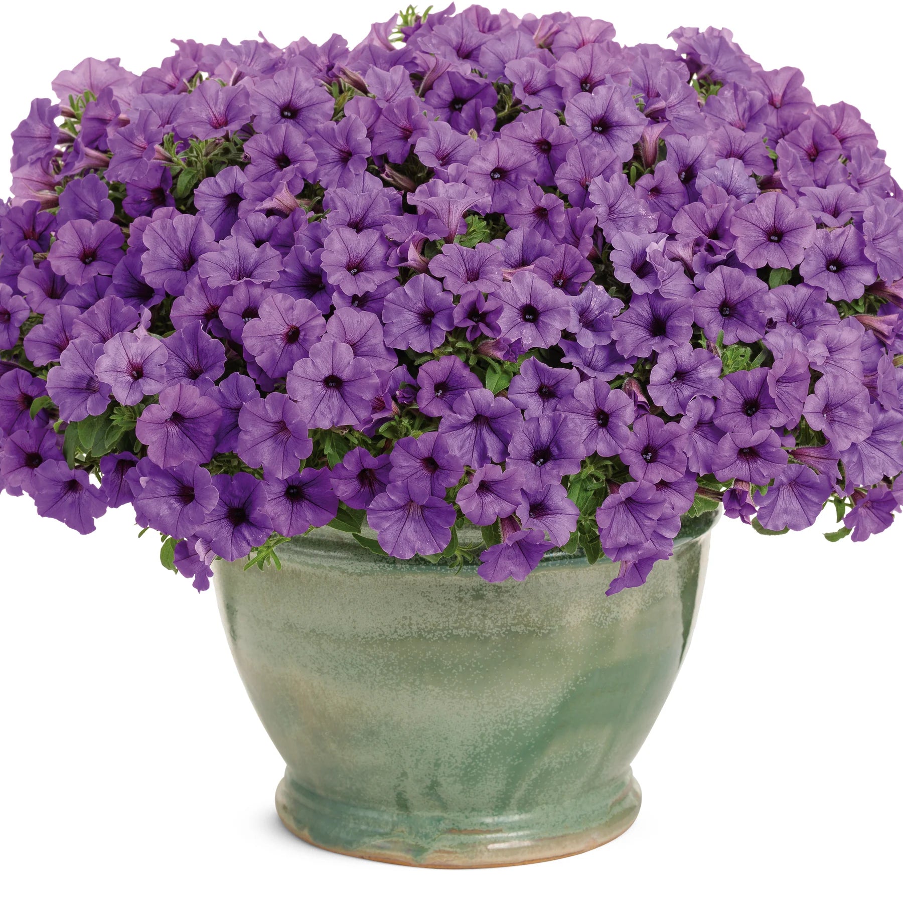 Proven Winners® Supertunia Mini Vista® Indigo Petunia