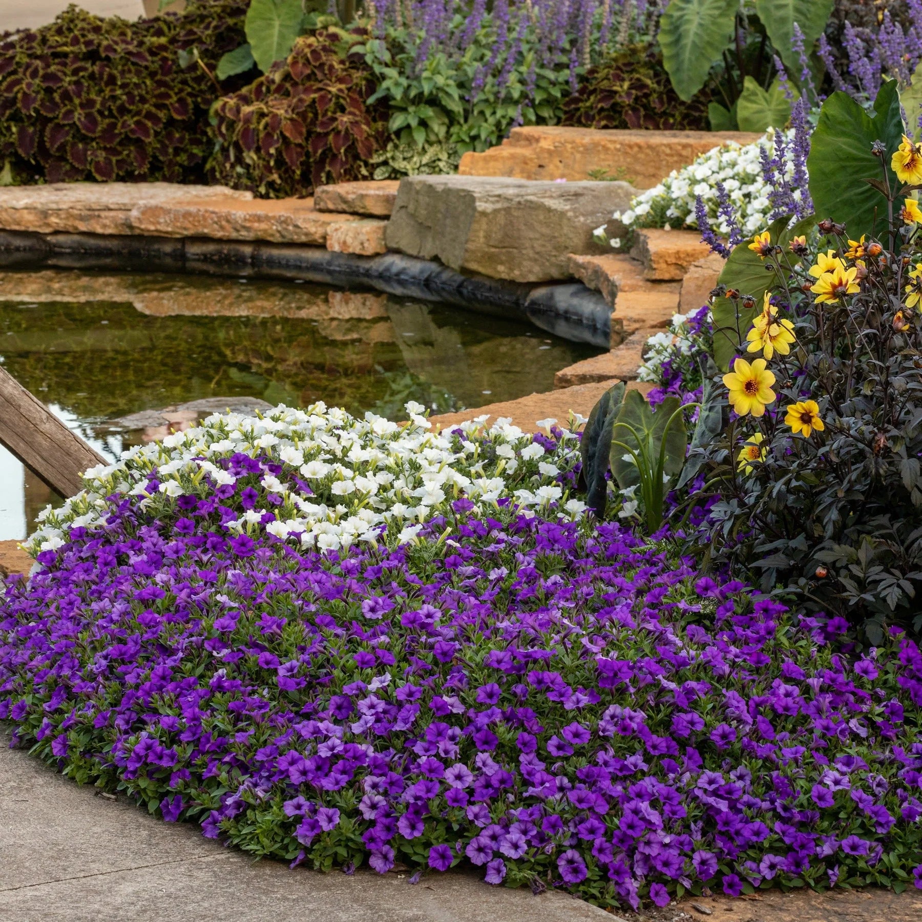 Proven Winners® Supertunia Mini Vista® Indigo Petunia