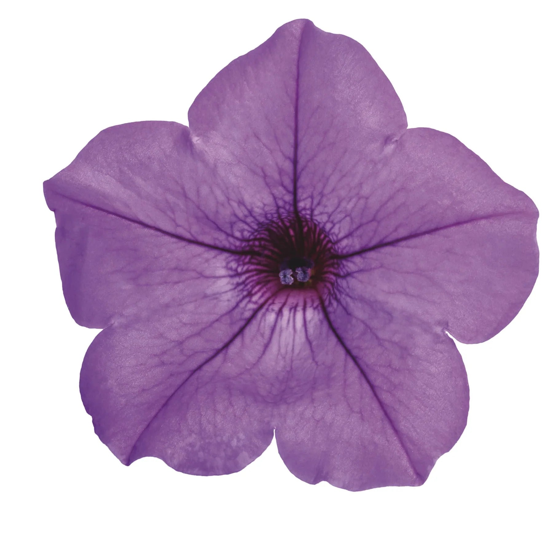 Proven Winners® Supertunia Mini Vista® Indigo Petunia
