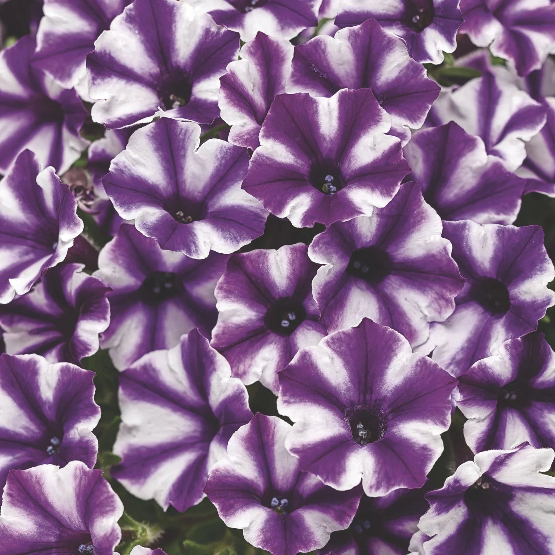 Proven Winners® Supertunia Mini Vista® Violet Star Petunia