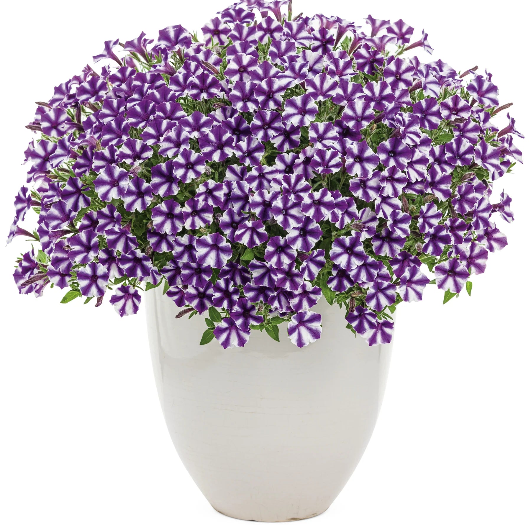 Proven Winners® Supertunia Mini Vista® Violet Star Petunia