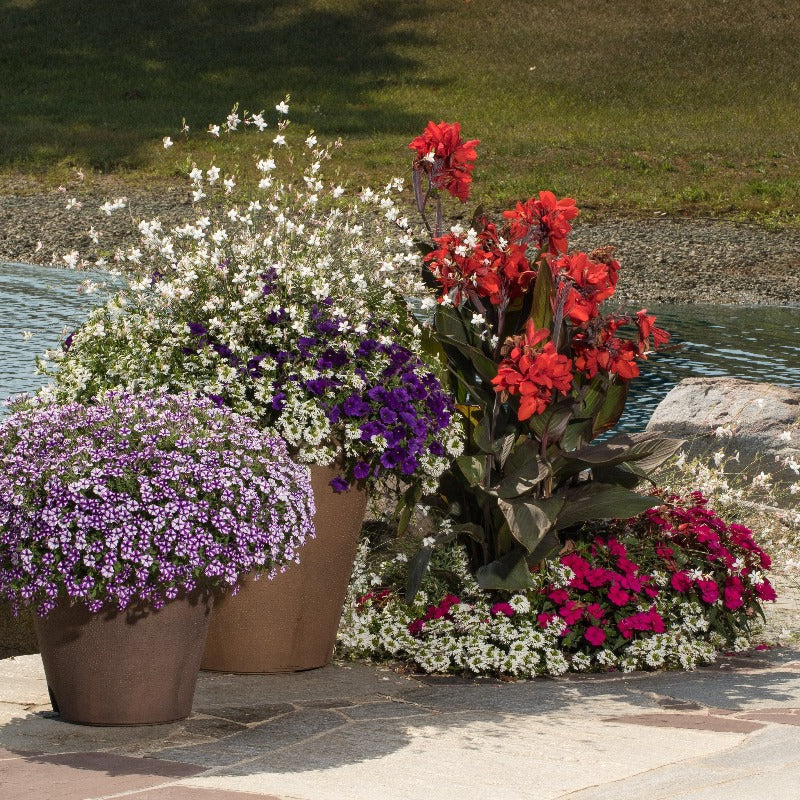 Proven Winners® Supertunia Mini Vista® Violet Star Petunia