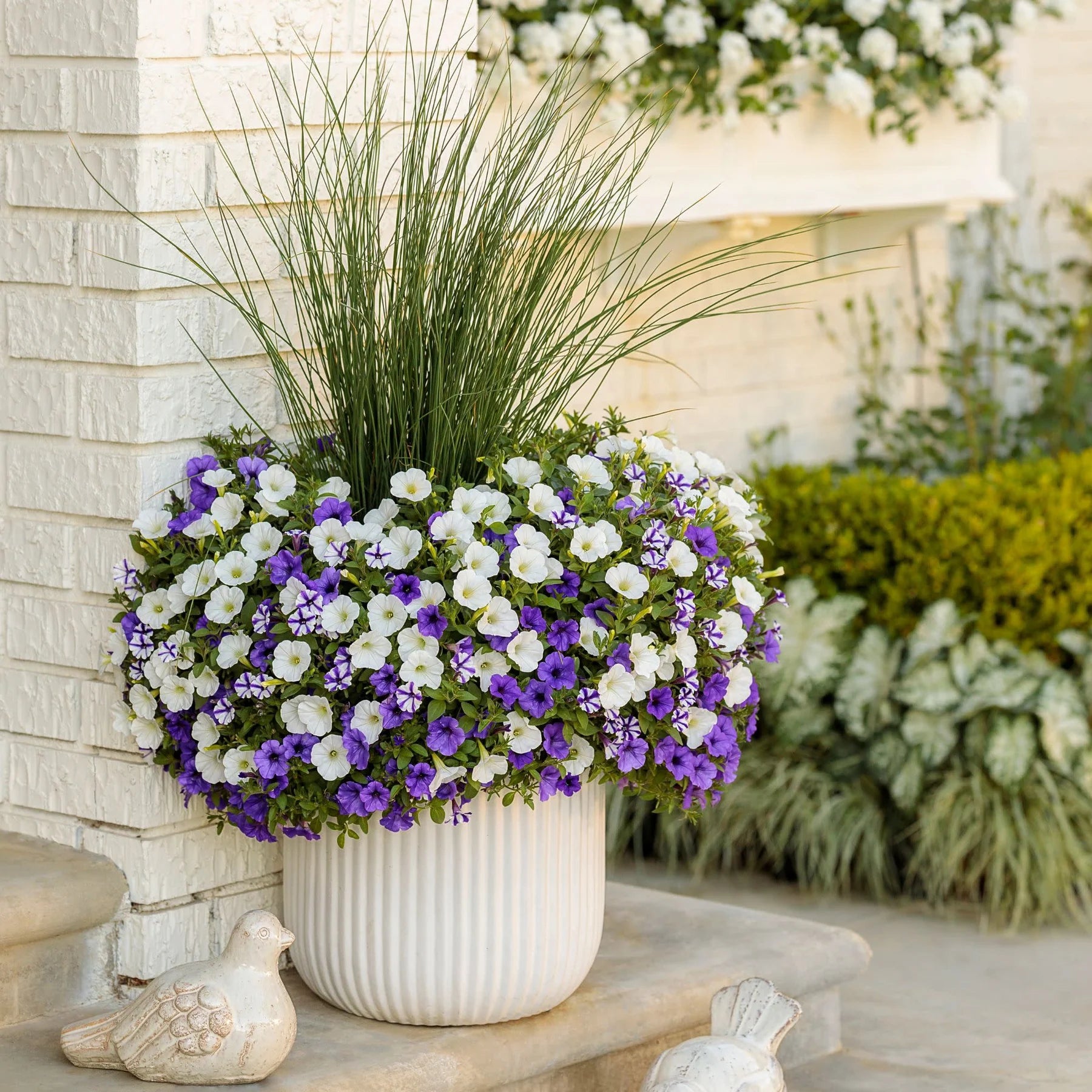 Proven Winners® Supertunia Mini Vista® Violet Star Petunia