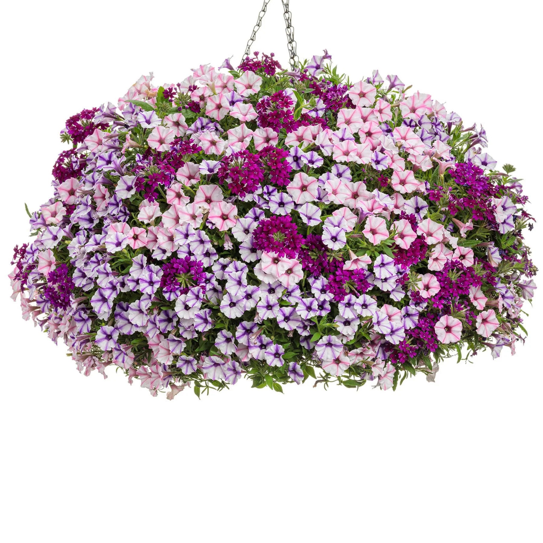 Proven Winners® Supertunia Mini Vista® Violet Star Petunia