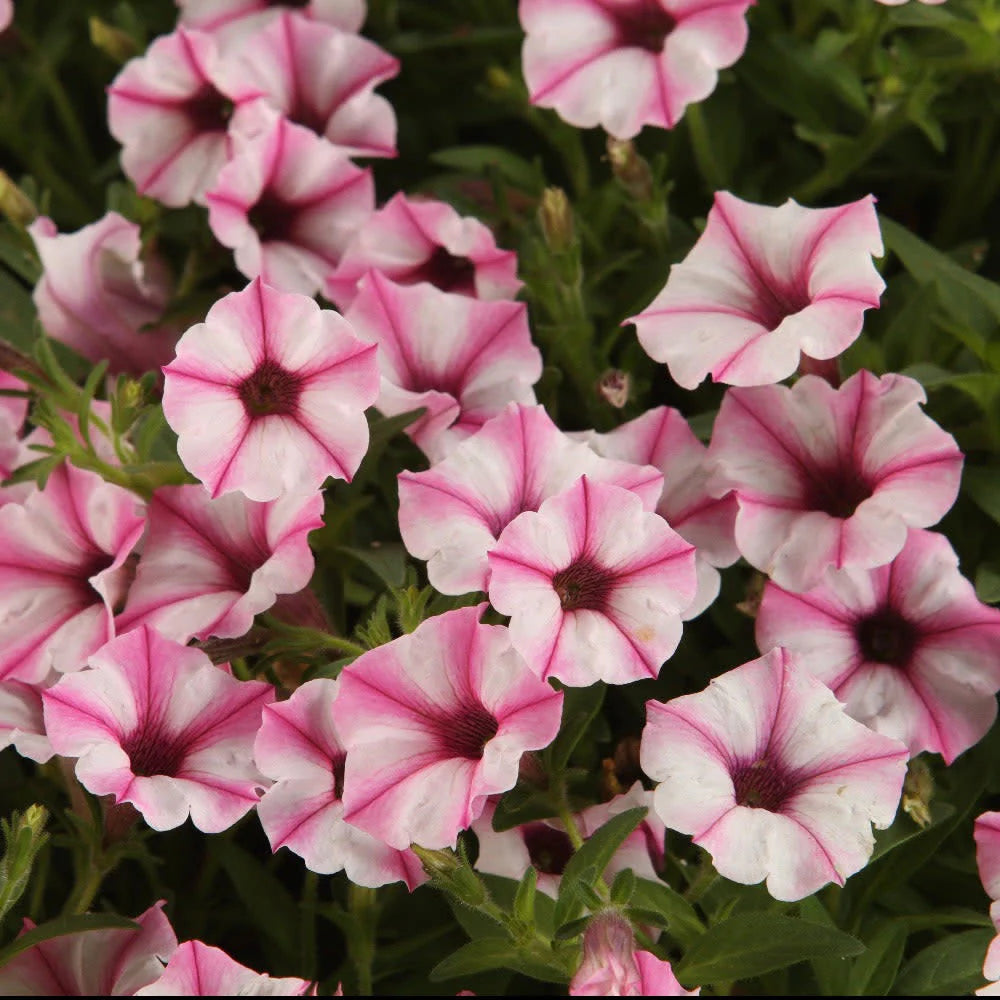 Proven Winners® Supertunia Mini Vista® Pink Star Petunia