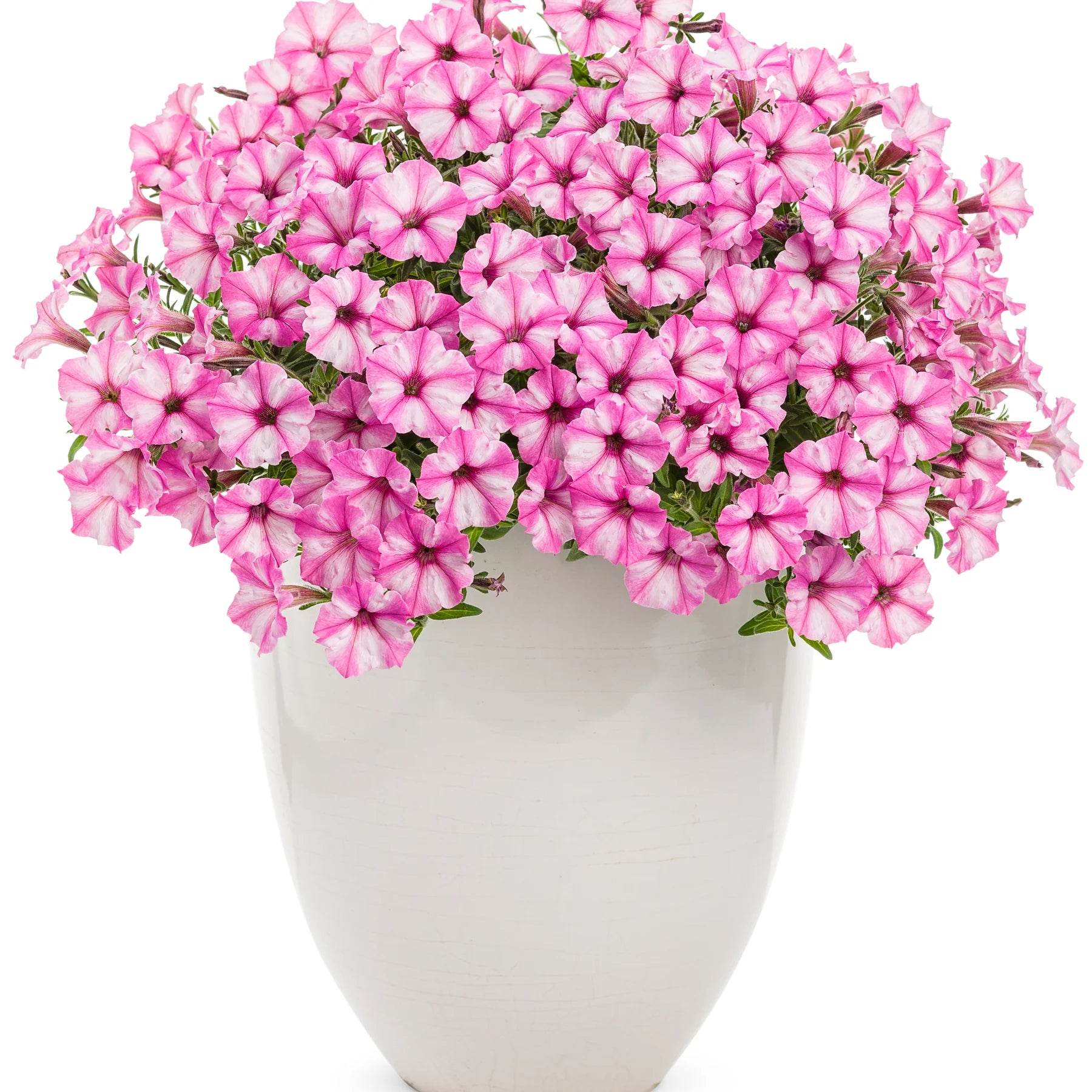 Proven Winners® Supertunia Mini Vista® Pink Star Petunia
