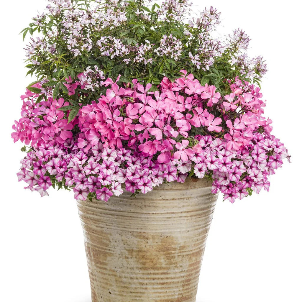 Proven Winners® Supertunia Mini Vista® Pink Star Petunia