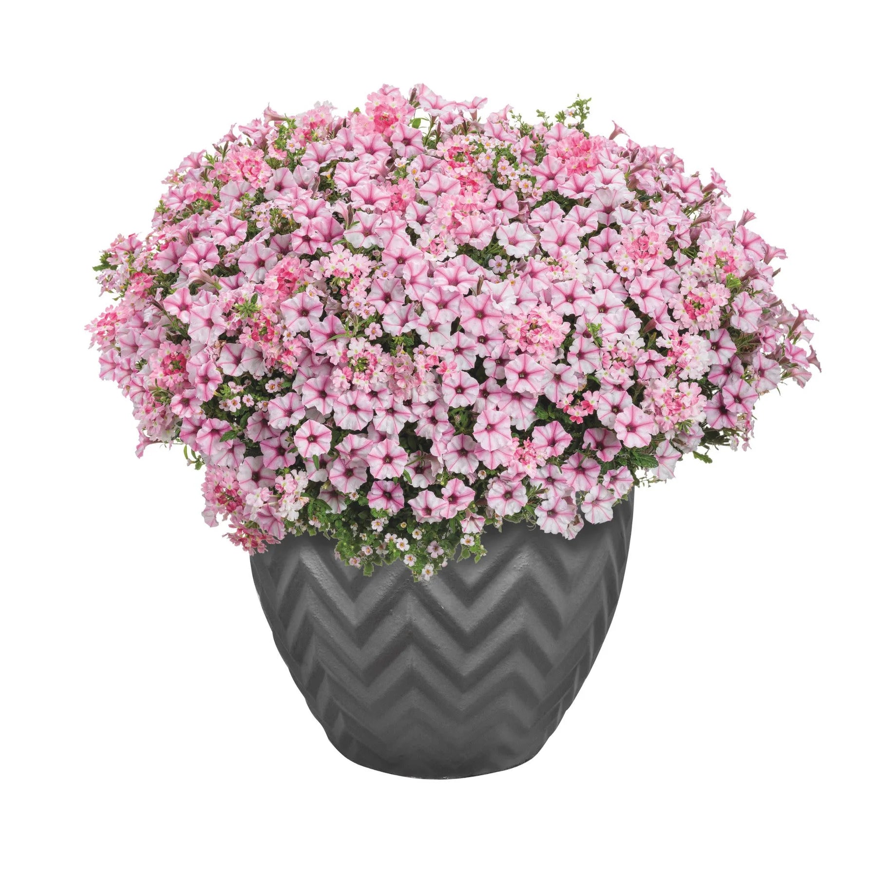 Proven Winners® Supertunia Mini Vista® Pink Star Petunia