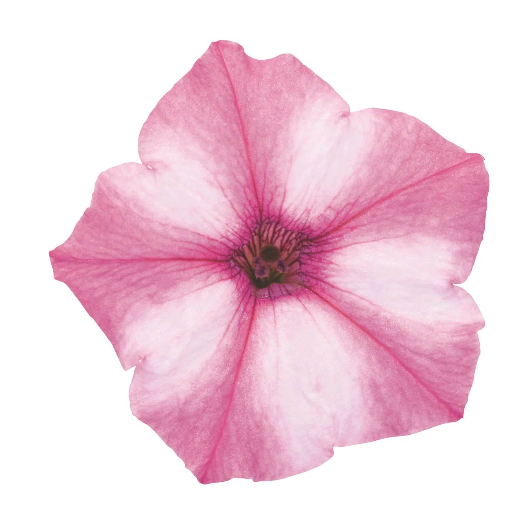 Proven Winners® Supertunia Mini Vista® Pink Star Petunia