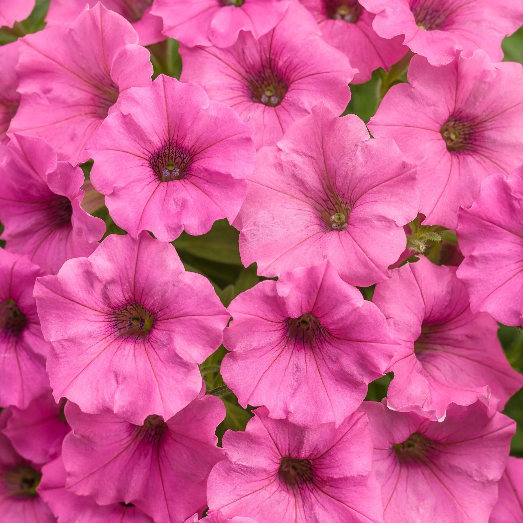 Proven Winners® Supertunia Mini Vista® Hot Pink Petunia