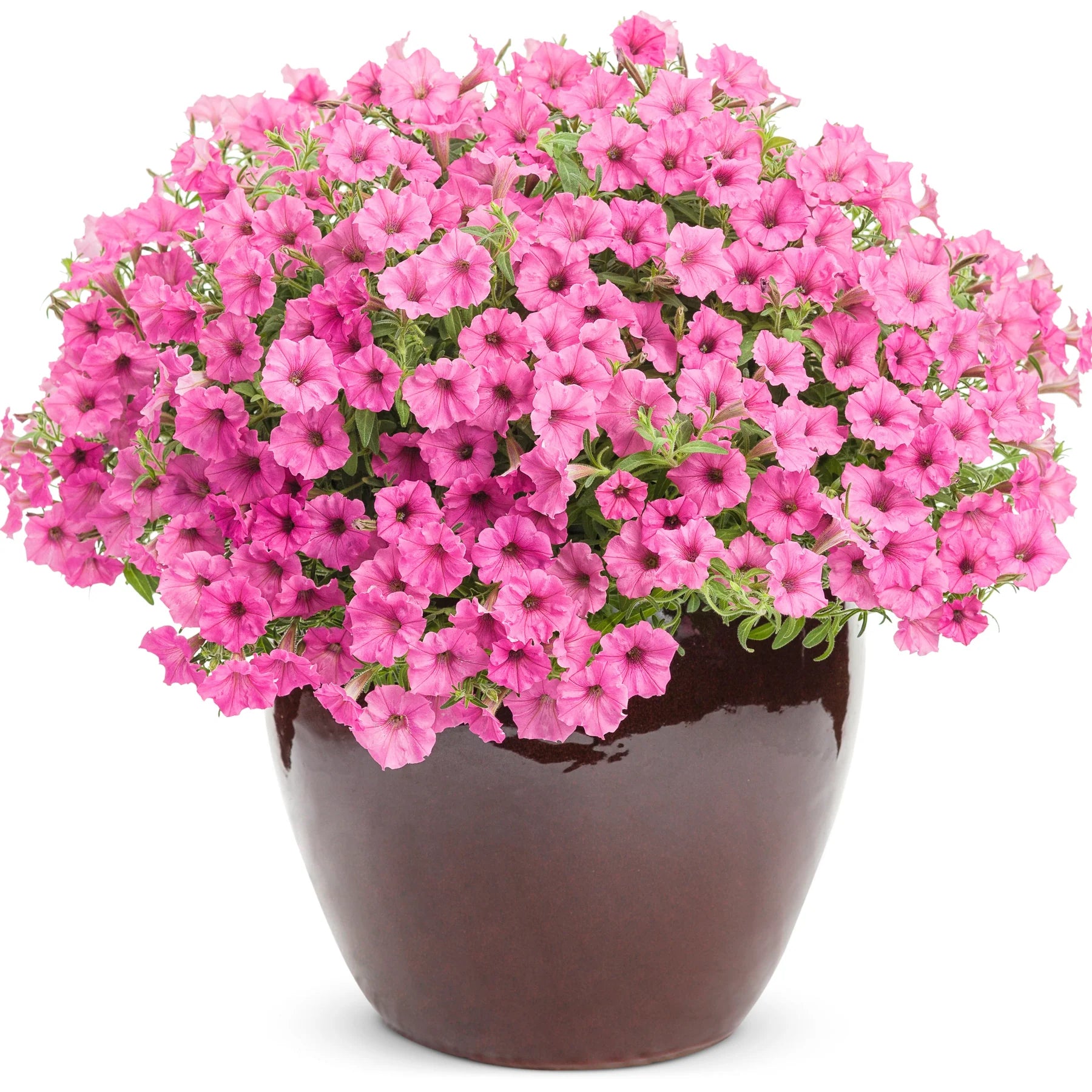 Proven Winners® Supertunia Mini Vista® Hot Pink Petunia