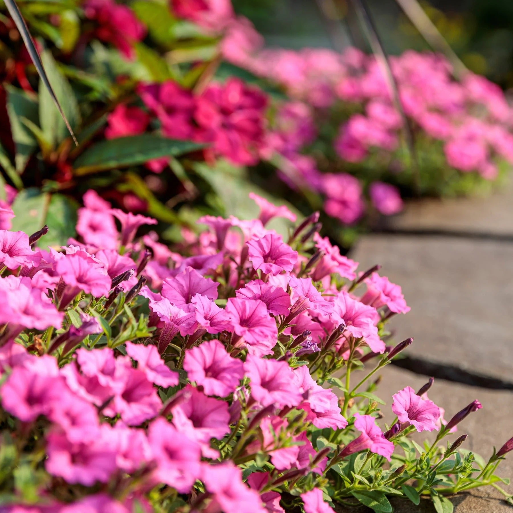 Proven Winners® Supertunia Mini Vista® Hot Pink Petunia