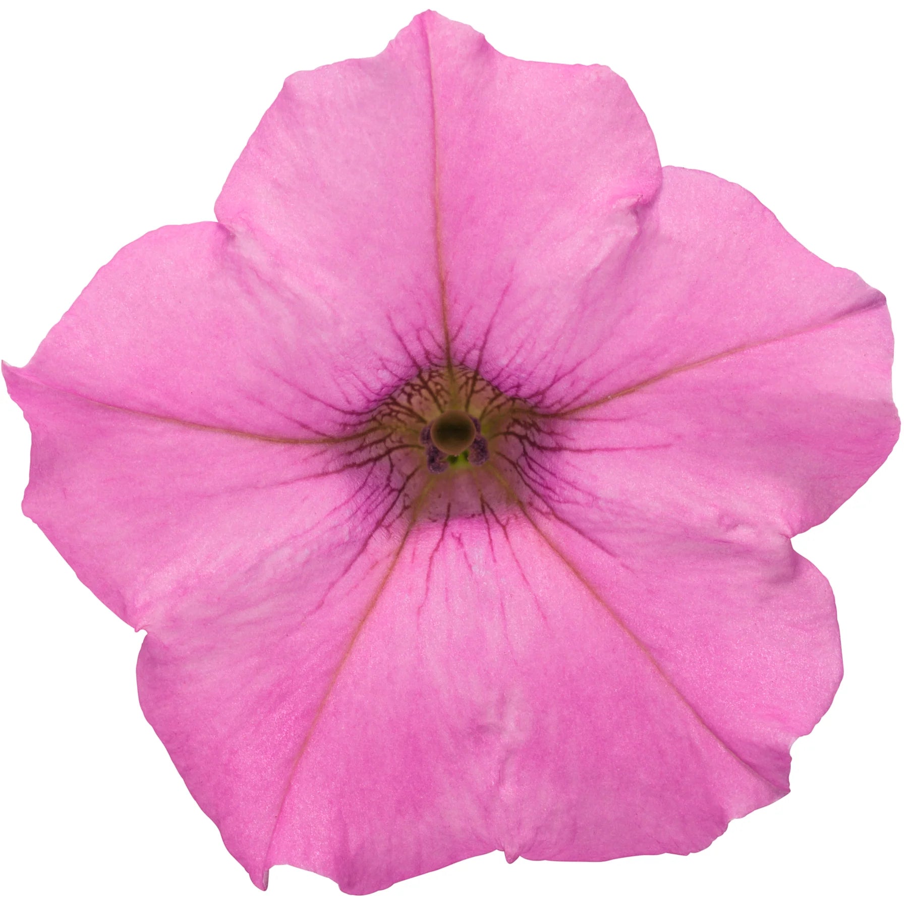 Proven Winners® Supertunia Mini Vista® Hot Pink Petunia