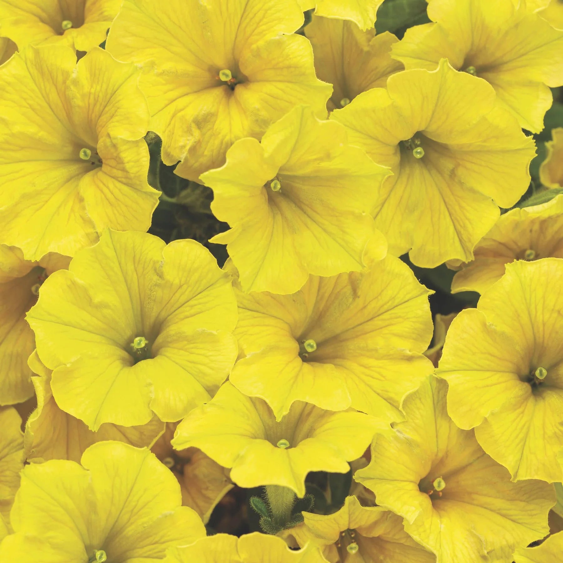Proven Winners® Supertunia Mini Vista® Yellow Petunia