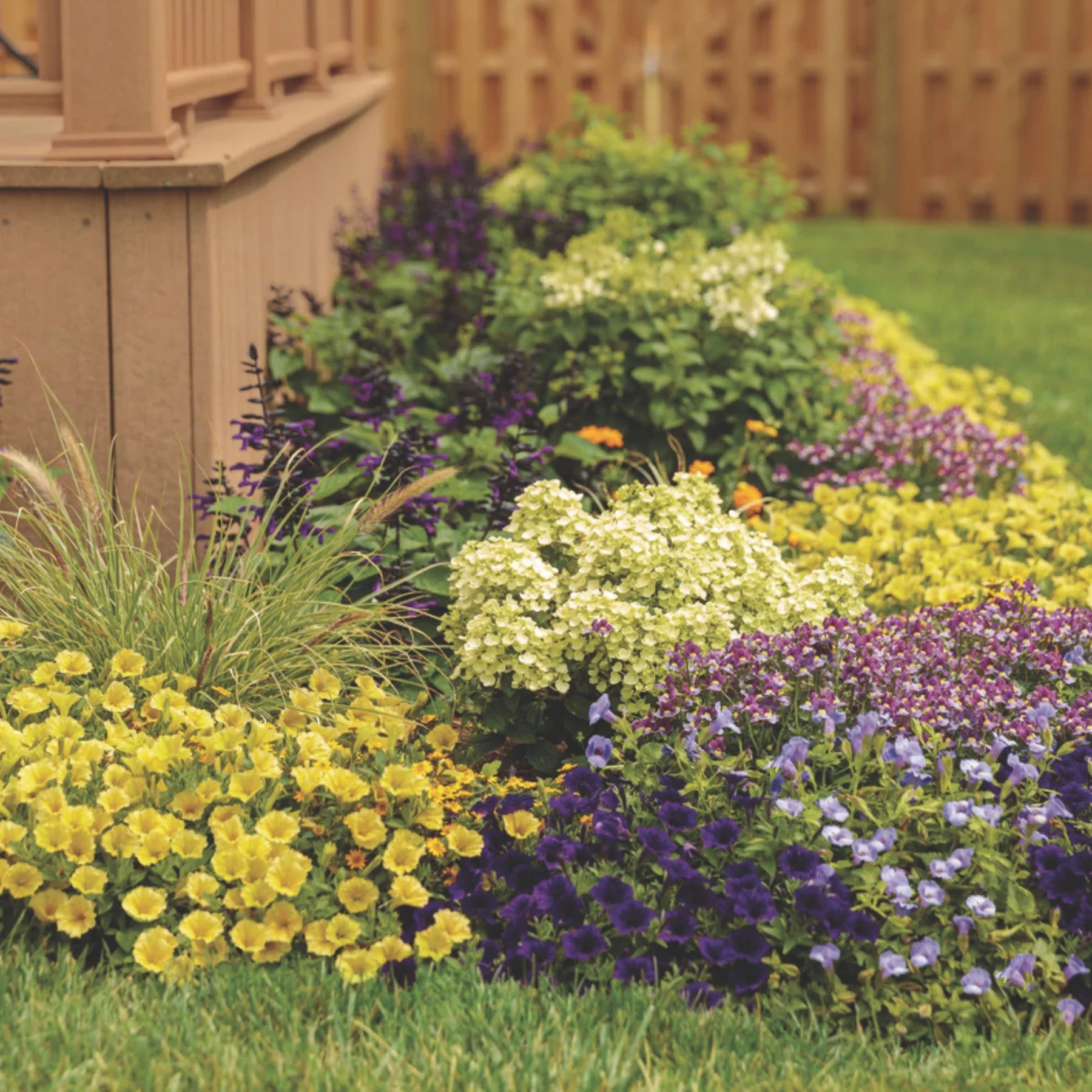 Proven Winners® Supertunia Mini Vista® Yellow Petunia