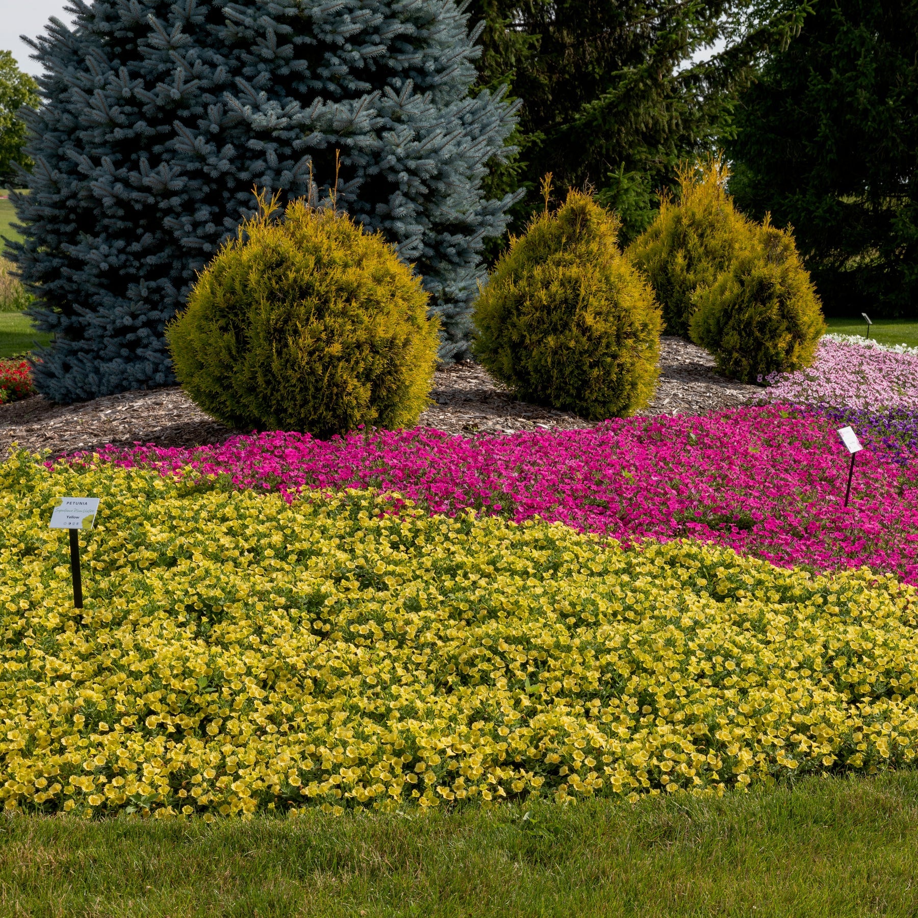 Proven Winners® Supertunia Mini Vista® Yellow Petunia