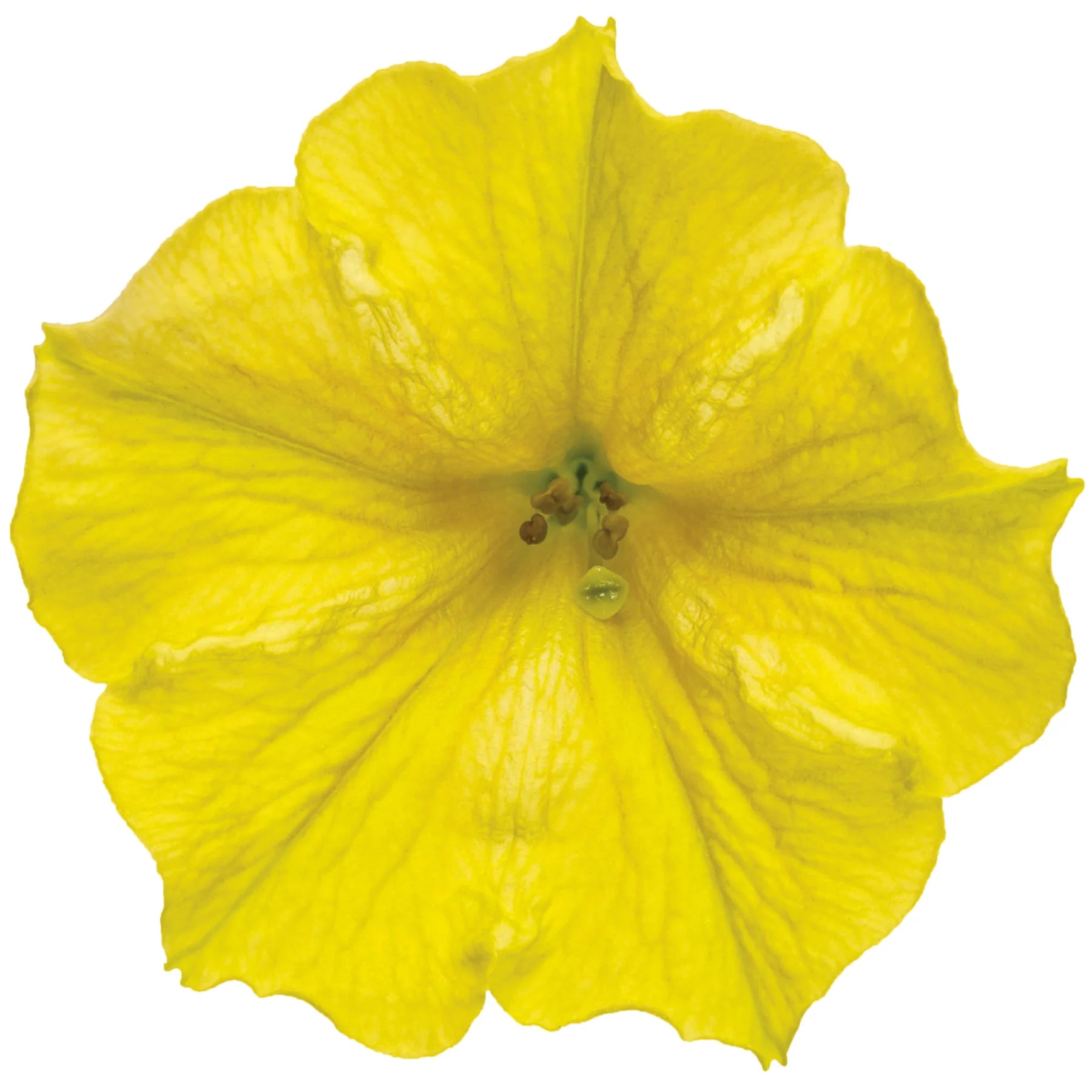 Proven Winners® Supertunia Mini Vista® Yellow Petunia