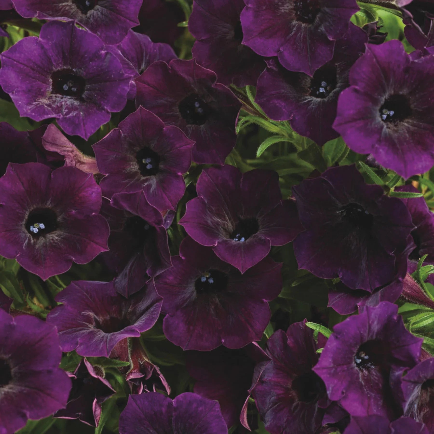 Proven Winners® Supertunia Mini Vista® Midnight Petunia