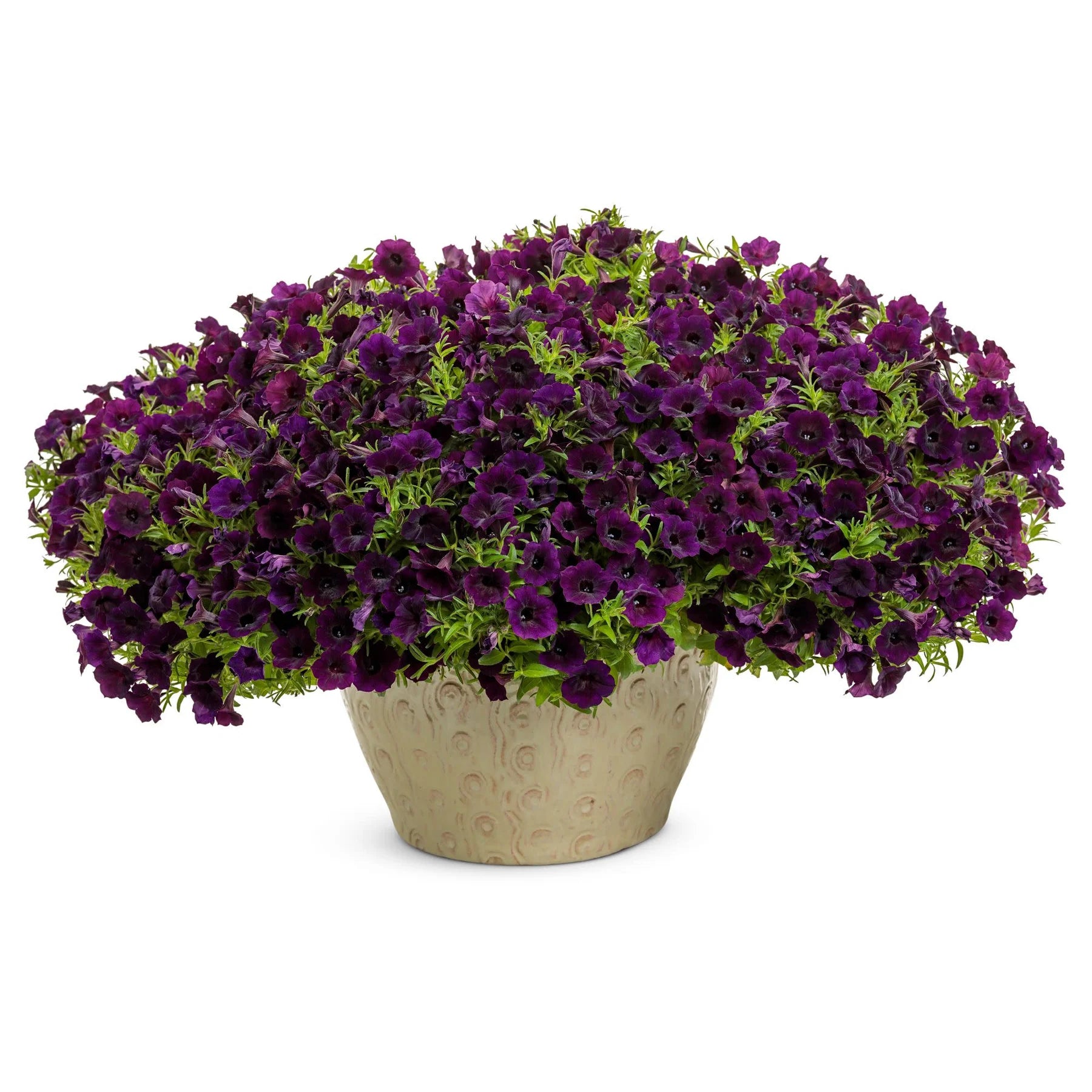 Proven Winners® Supertunia Mini Vista® Midnight Petunia