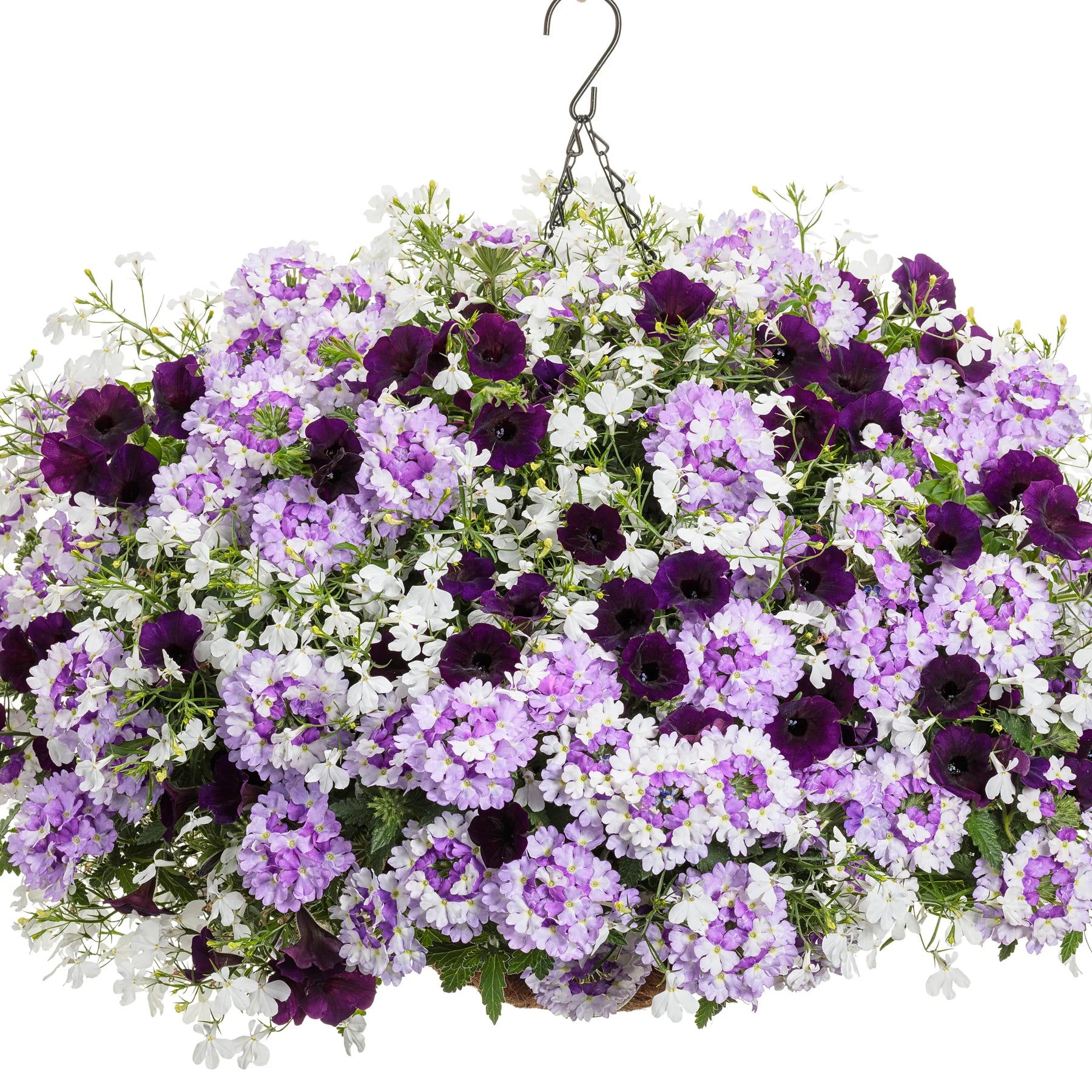 Proven Winners® Supertunia Mini Vista® Midnight Petunia