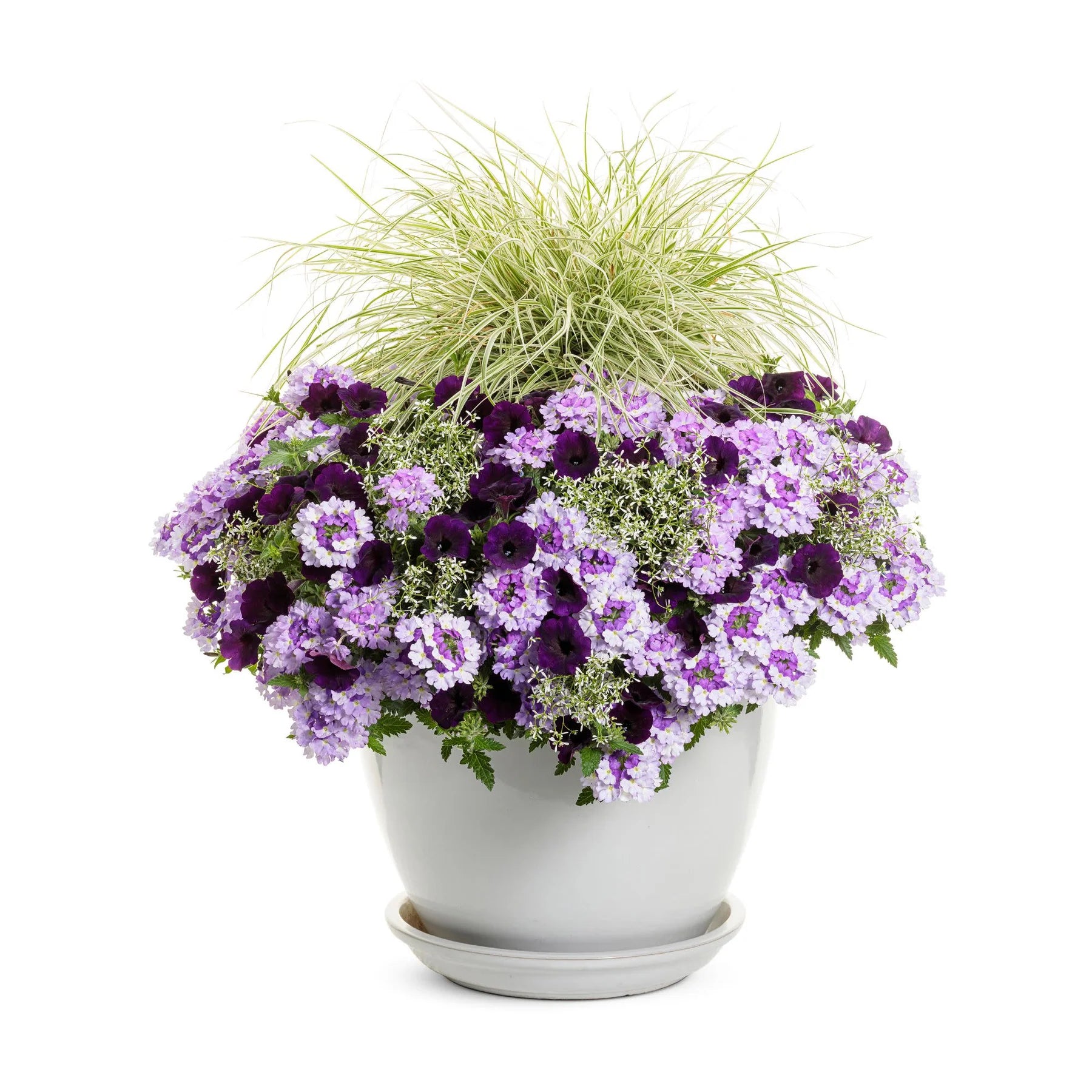 Proven Winners® Supertunia Mini Vista® Midnight Petunia