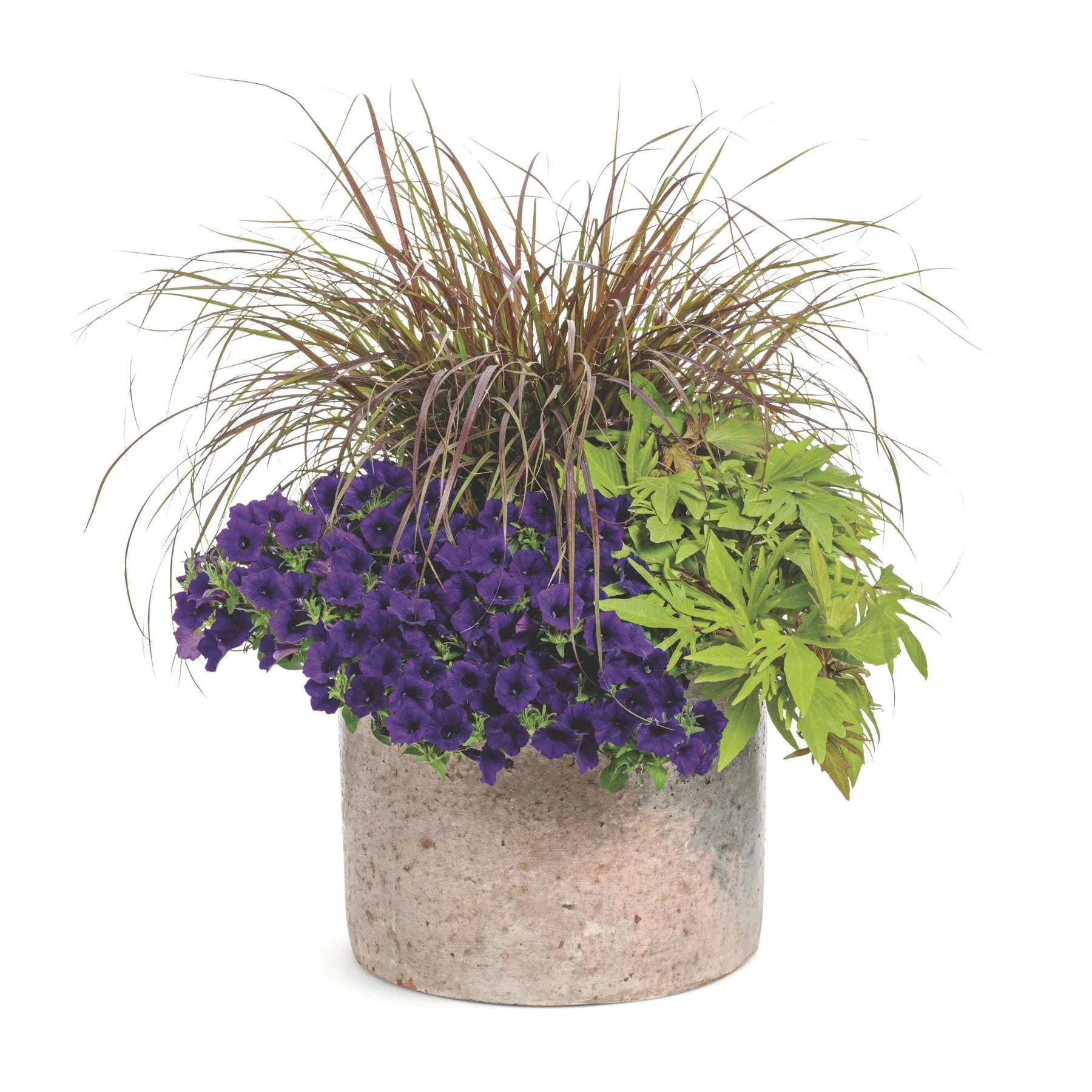 Proven Winners® Supertunia Mini Vista® Ultramarine Petunia