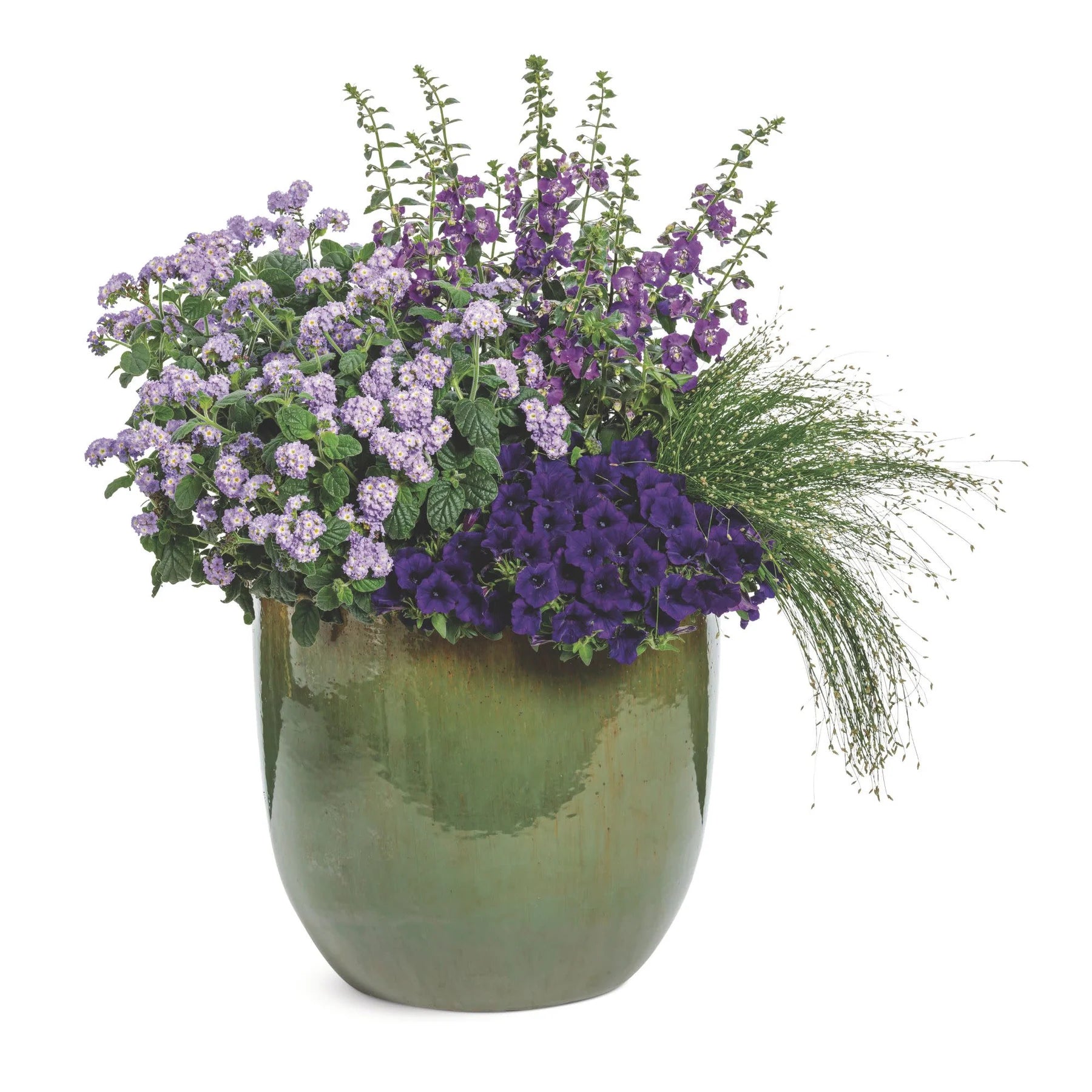 Proven Winners® Supertunia Mini Vista® Ultramarine Petunia