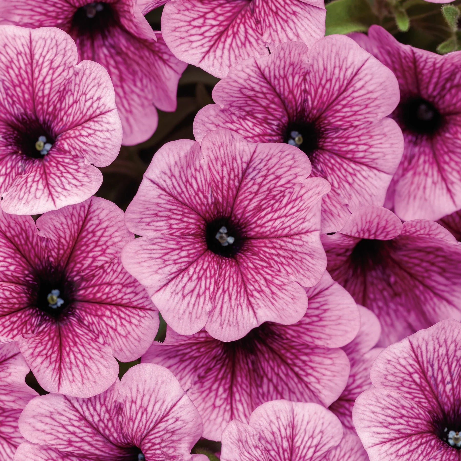 Proven Winners® Supertunia Mini Vista® Plum Veined (Petunia hybrid)