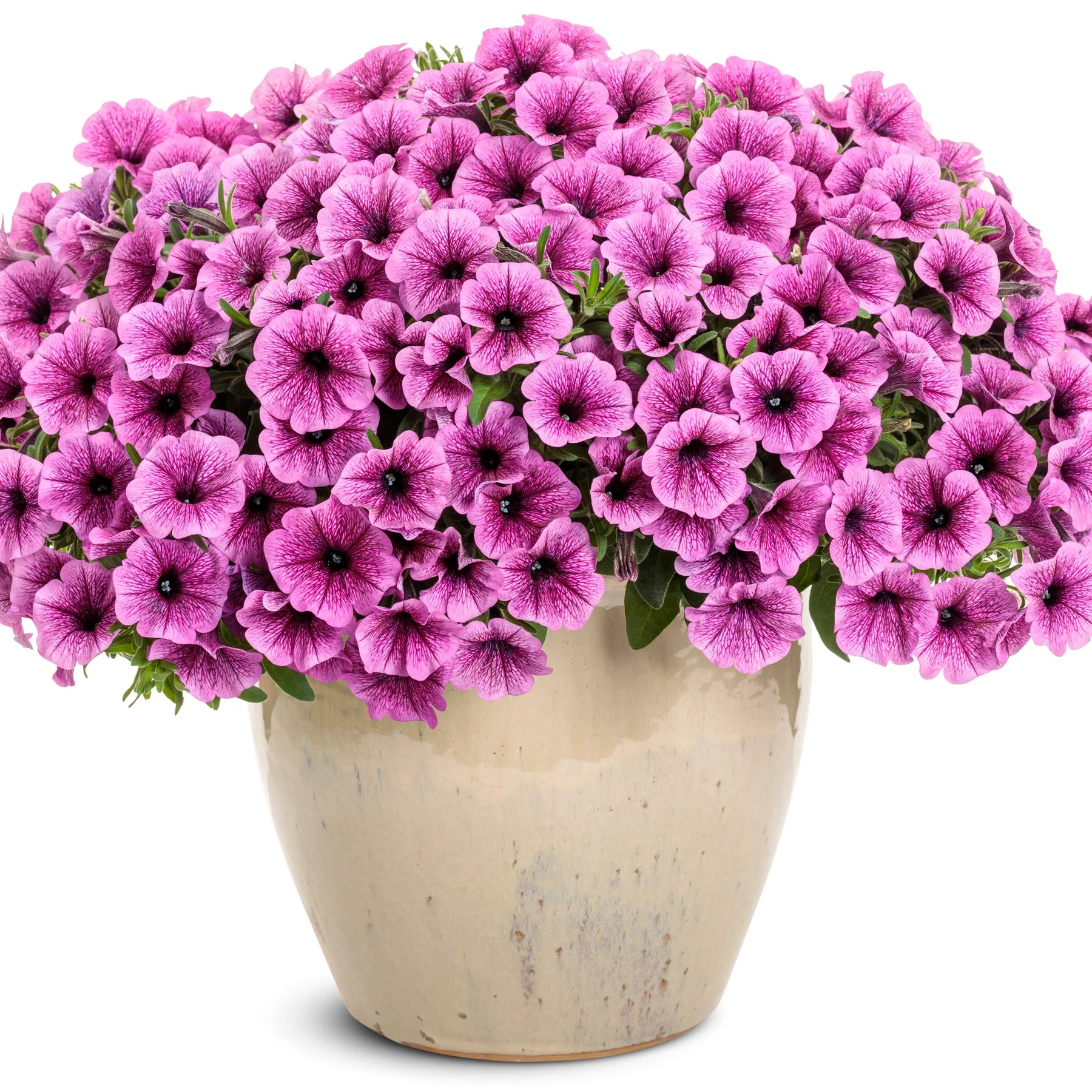 Proven Winners® Supertunia Mini Vista® Plum Veined (Petunia hybrid)