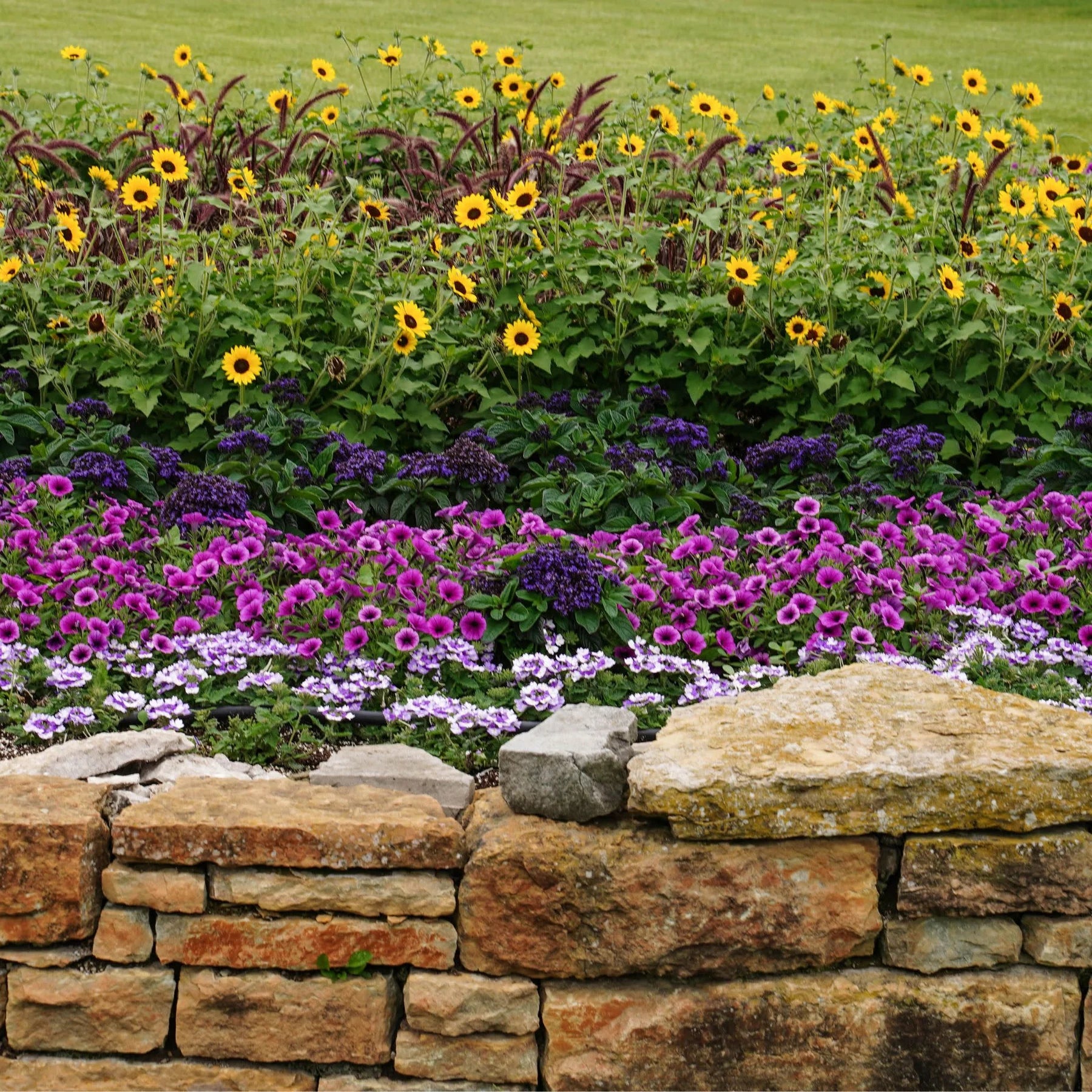 Proven Winners® Supertunia Mini Vista® Plum Veined (Petunia hybrid)