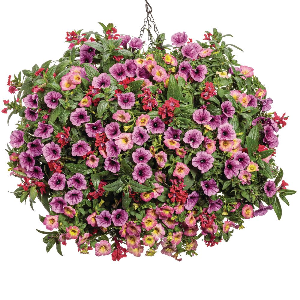 Proven Winners® Supertunia Mini Vista® Plum Veined (Petunia hybrid)