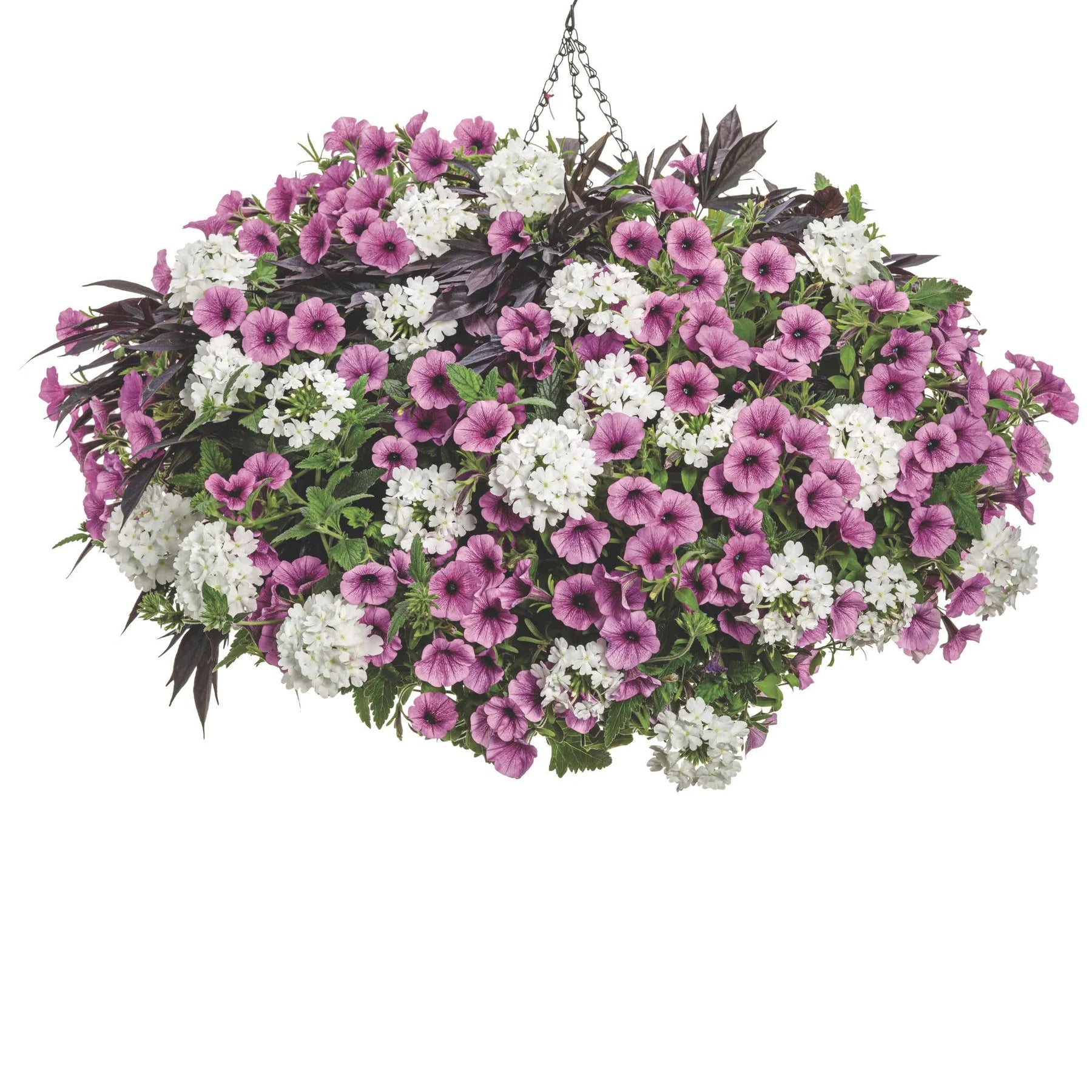 Proven Winners® Supertunia Mini Vista® Plum Veined (Petunia hybrid)