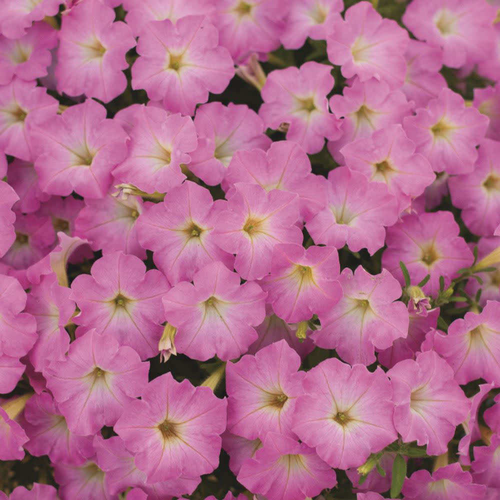Proven Winners® Supertunia Mini Vista® Pink Cloud Petunia Proven Winners® New Variety 2026