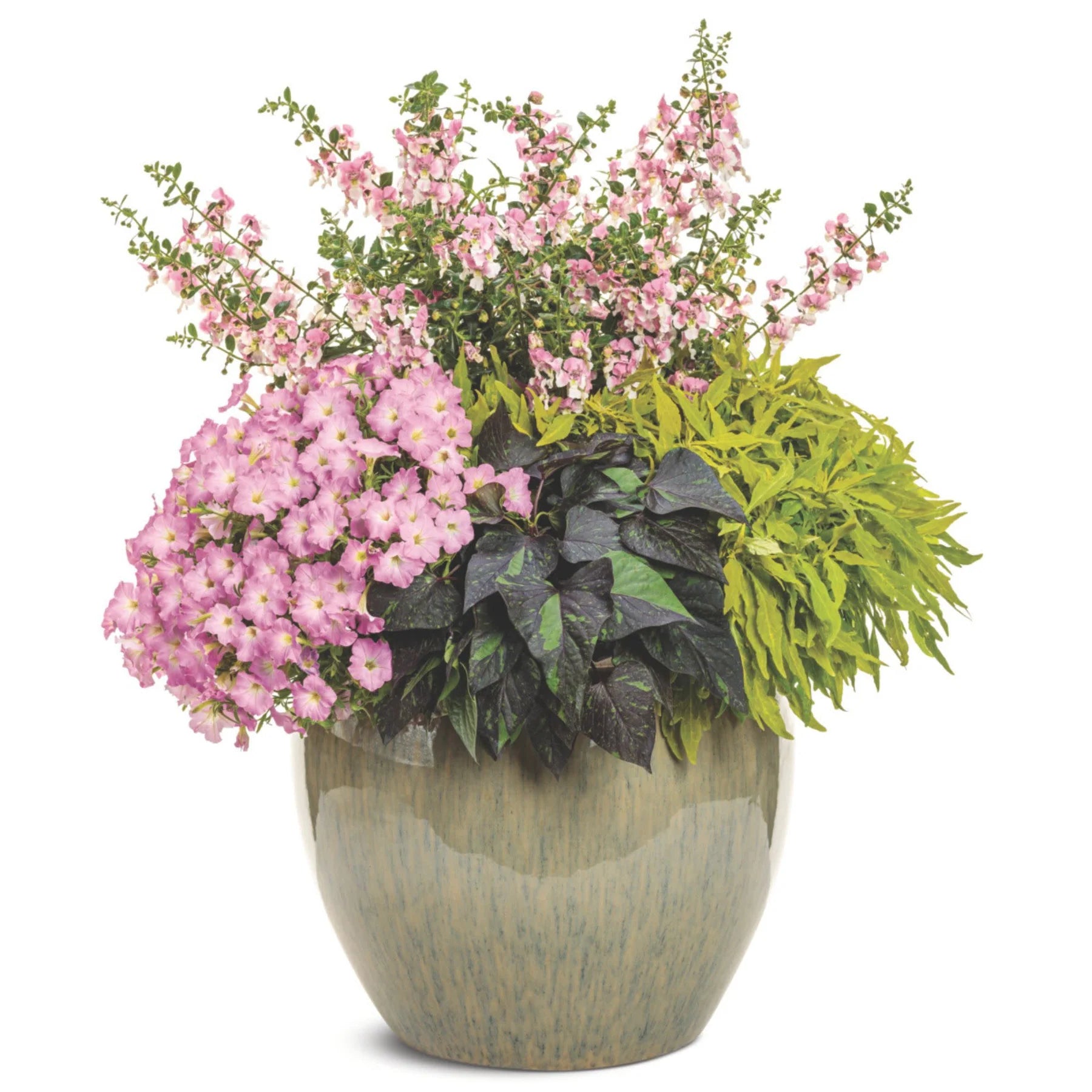 Proven Winners® Supertunia Mini Vista® Pink Cloud Petunia Proven Winners® New Variety 2026