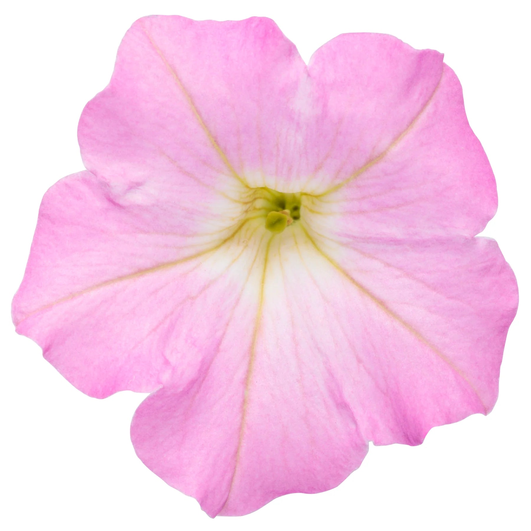 Proven Winners® Supertunia Mini Vista® Pink Cloud Petunia Proven Winners® New Variety 2026