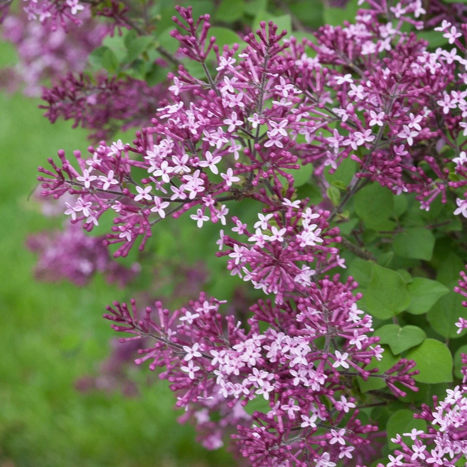 Proven Winners® Bloomerang® Dark Purple Reblooming Lilac (Syringa x)