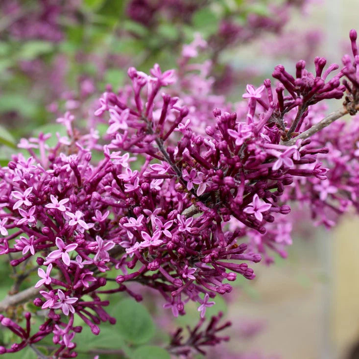 Proven Winners® Bloomerang® Dark Purple Reblooming Lilac (Syringa x)