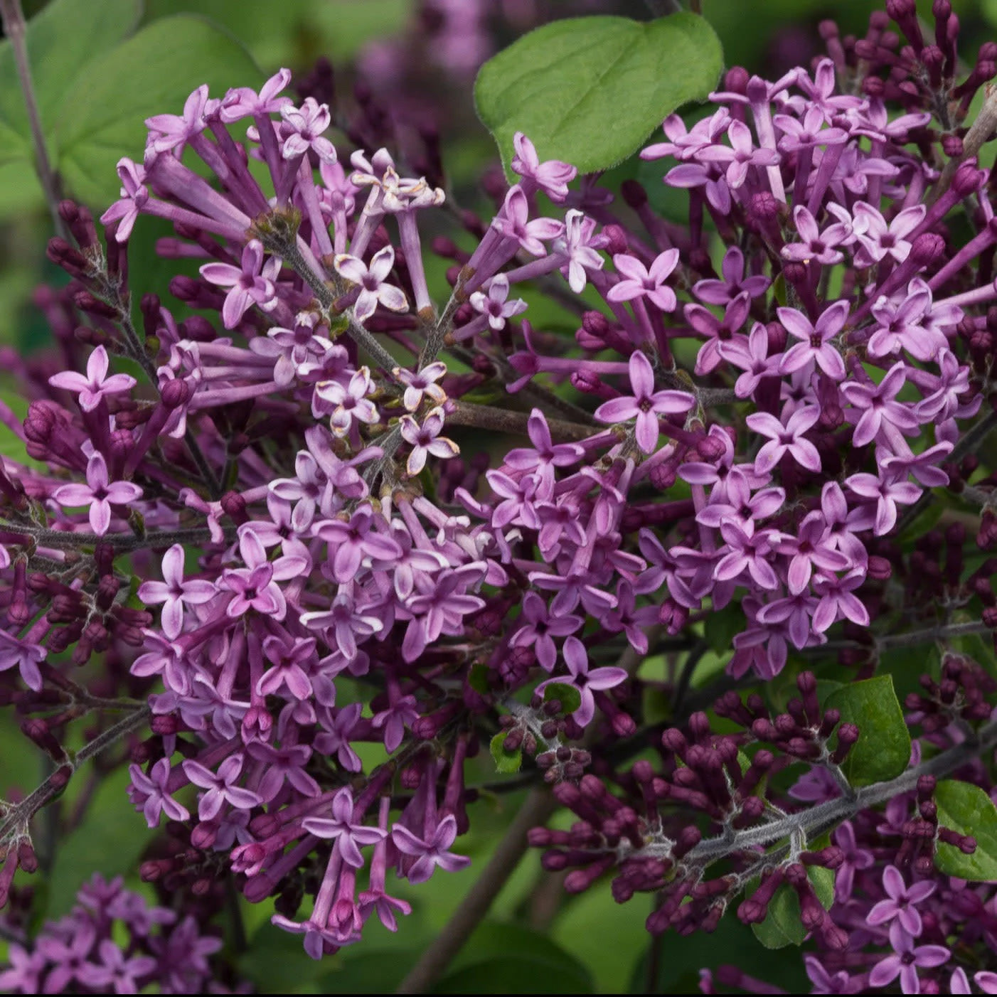 Proven Winners® Bloomerang® Dark Purple Reblooming Lilac (Syringa x)