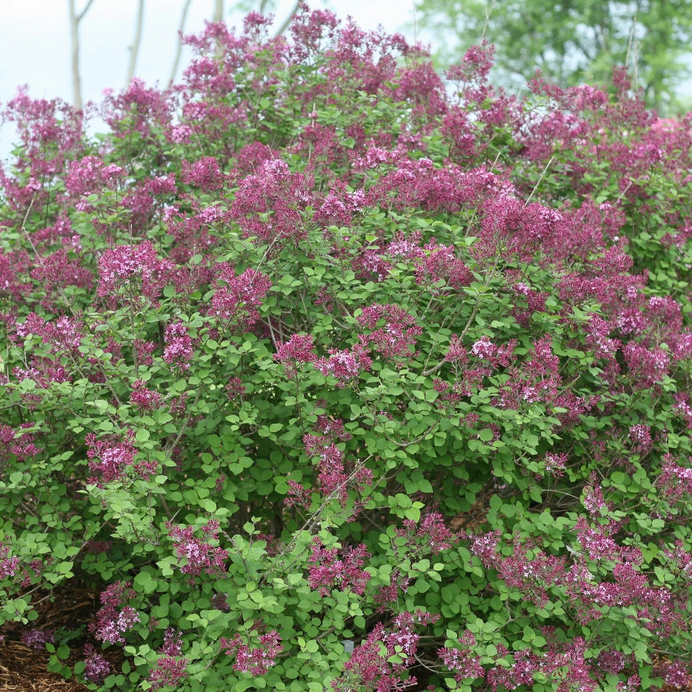 Proven Winners® Bloomerang® Dark Purple Reblooming Lilac (Syringa x)